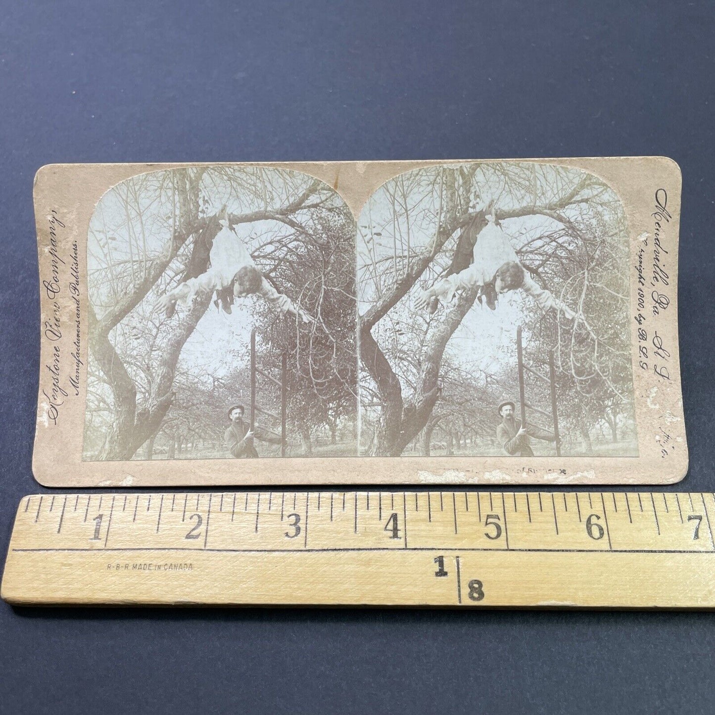 Antique 1900 A Thief Is Hung By Pants In A Tree Stereoview Photo Card P2630