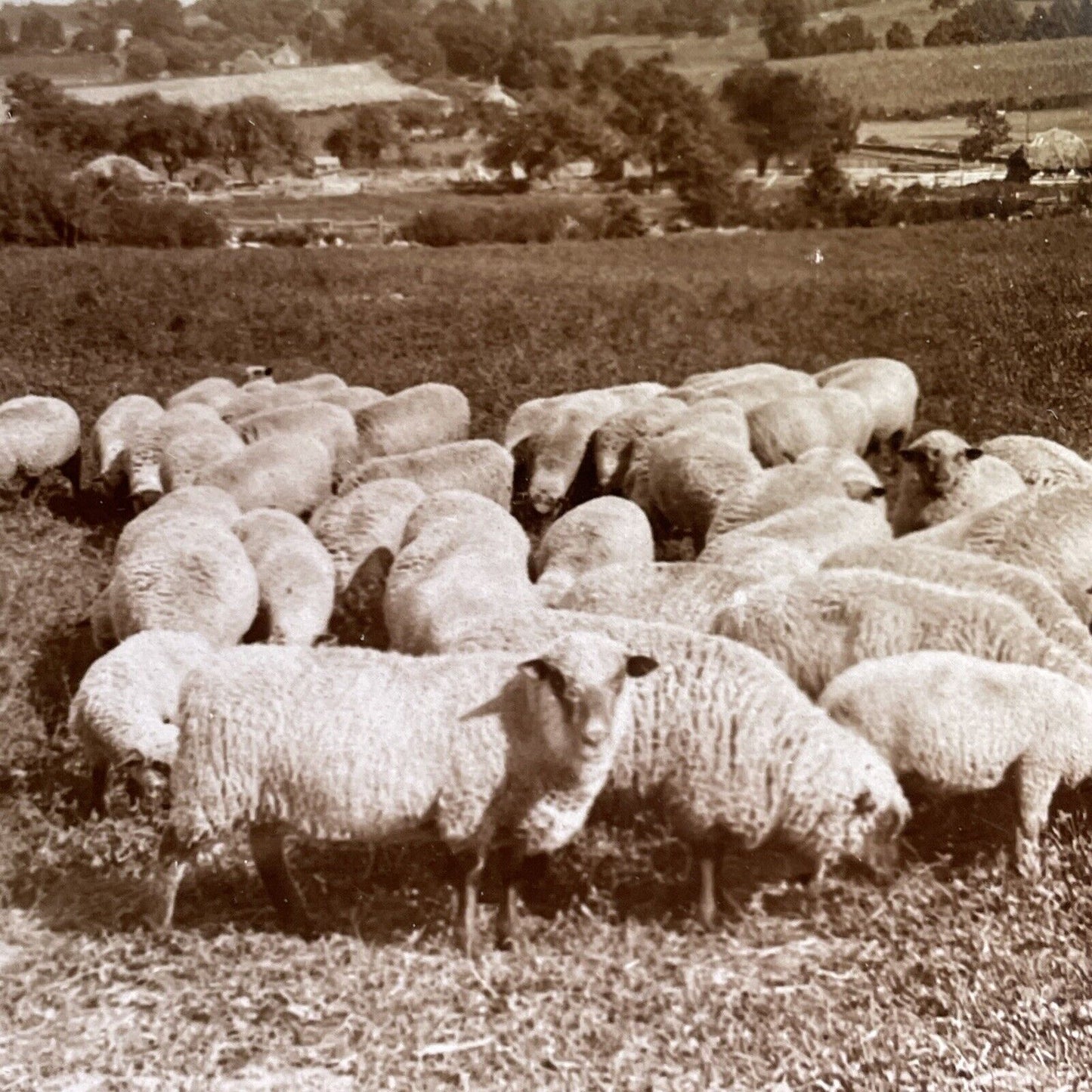 Antique 1905 Sheep Grazing In Concord Michigan Stereoview Photo Card P1752