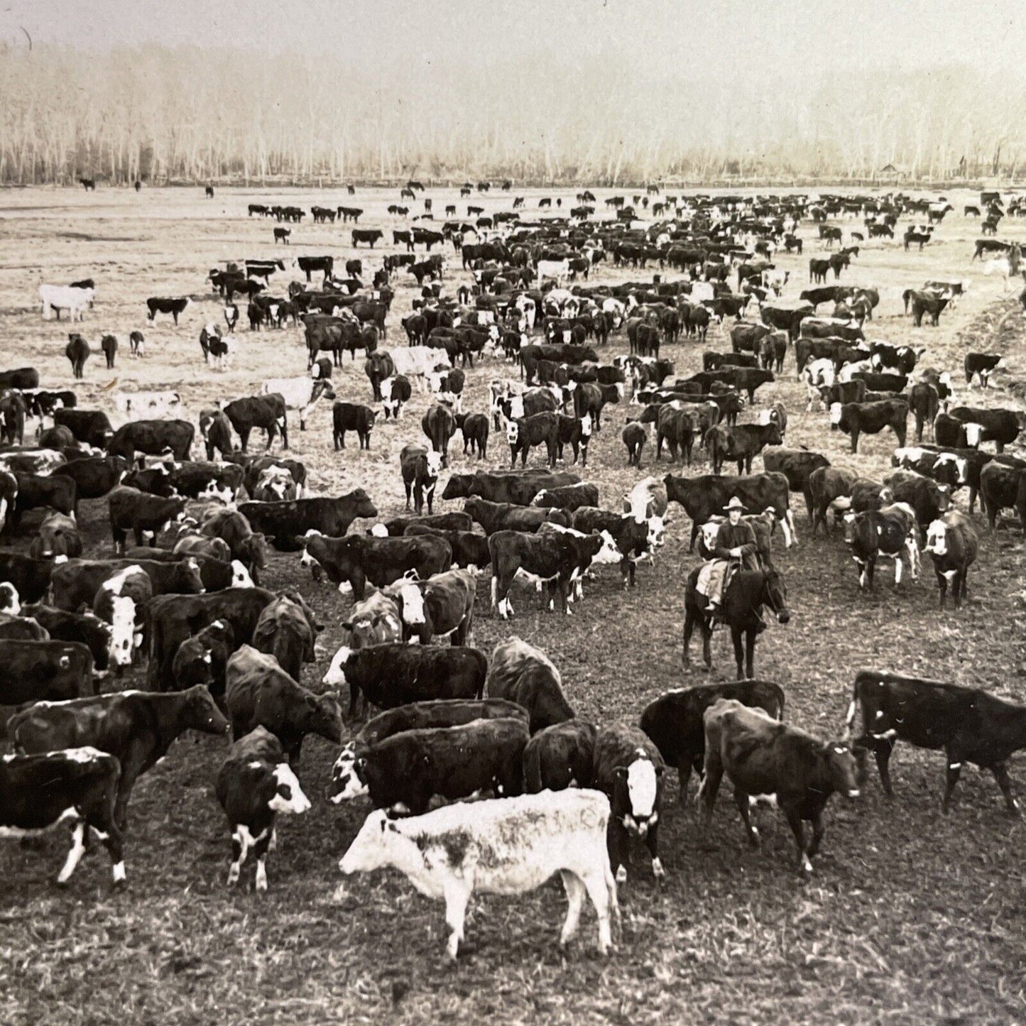 Antique 1918 Cattle Ranch In Boise Idaho Stereoview Photo Card P1360