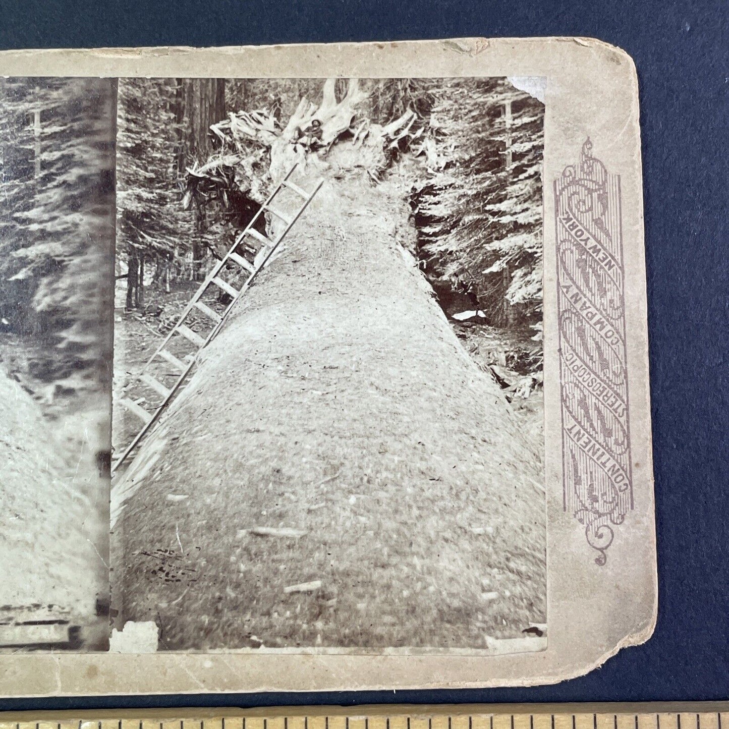 Fallen Monarch Giant Redwood Stereoview Mariposa Grove Yosemite c1880 Y2452