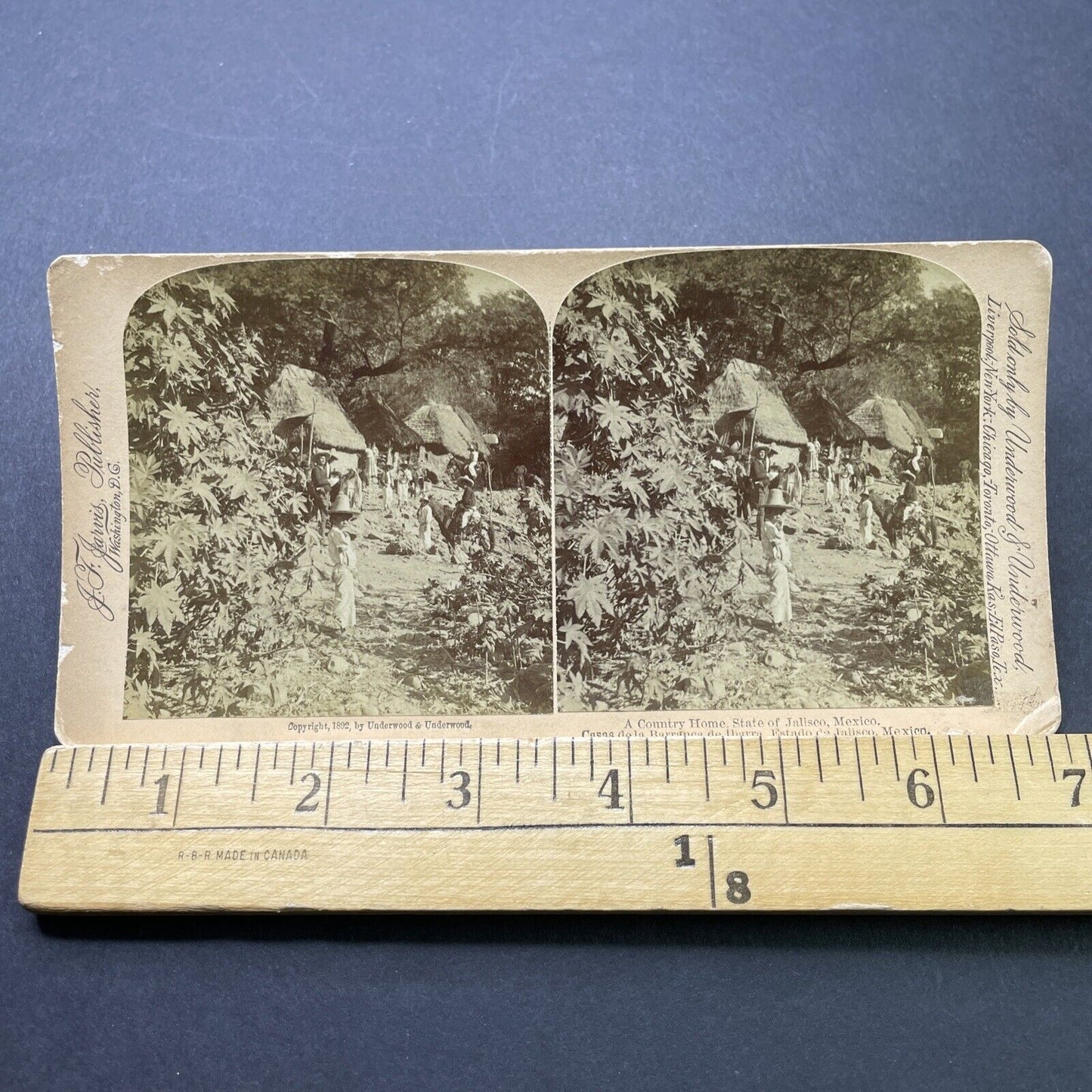 Antique 1892 Castor Bean Farm In Jalisco Mexico Stereoview Photo Card P2348