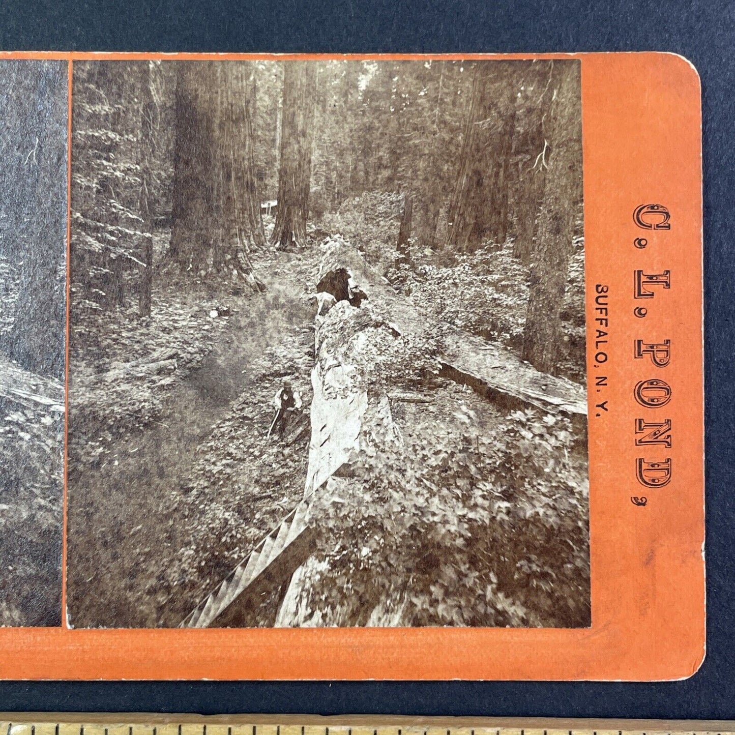 Father of the Forest Tree in Arnold California Stereoview C.L. Pond c1870 Y2545