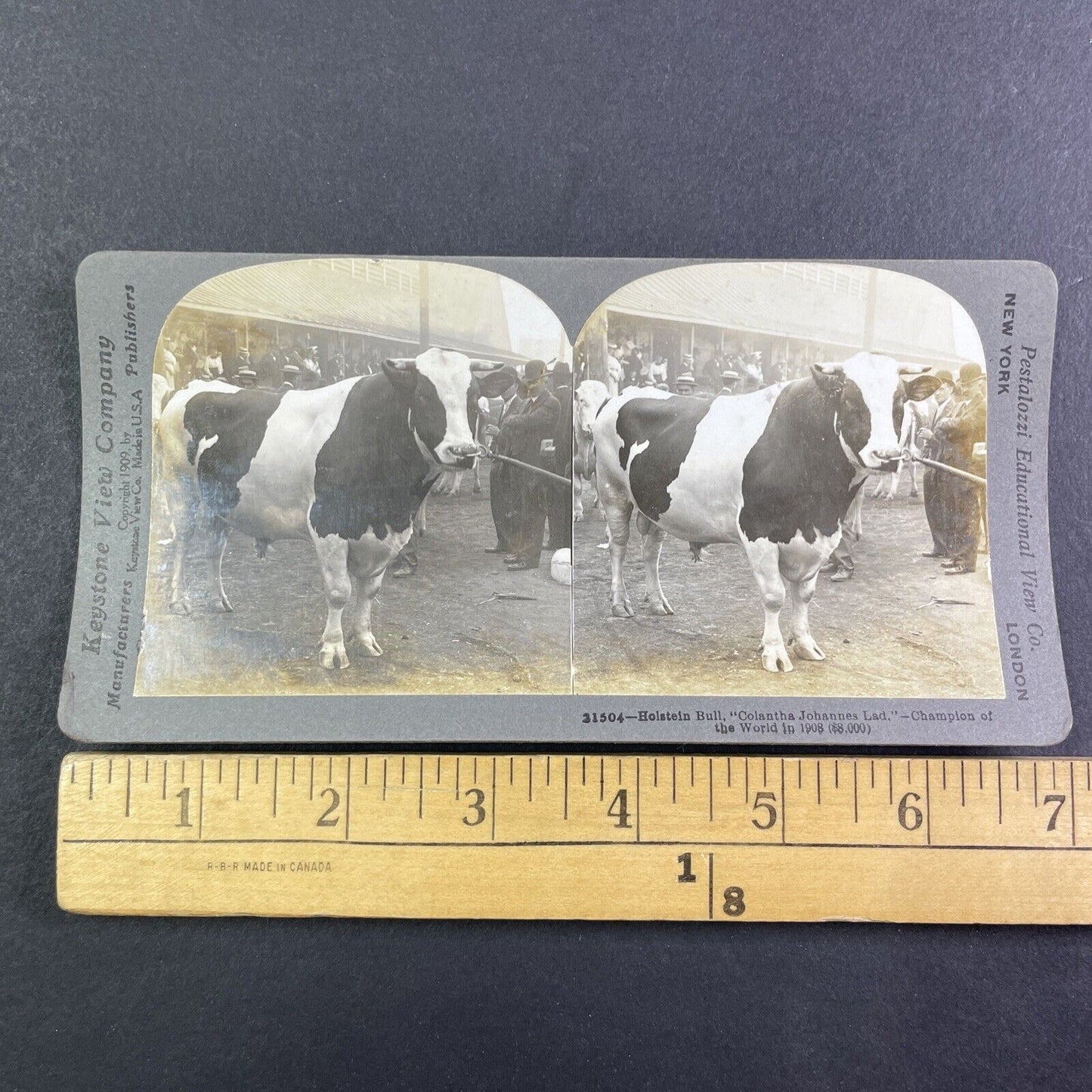 Champion Holstein Bull Toronto Stereoview Colantha Johannes Lad c1909 Y2737