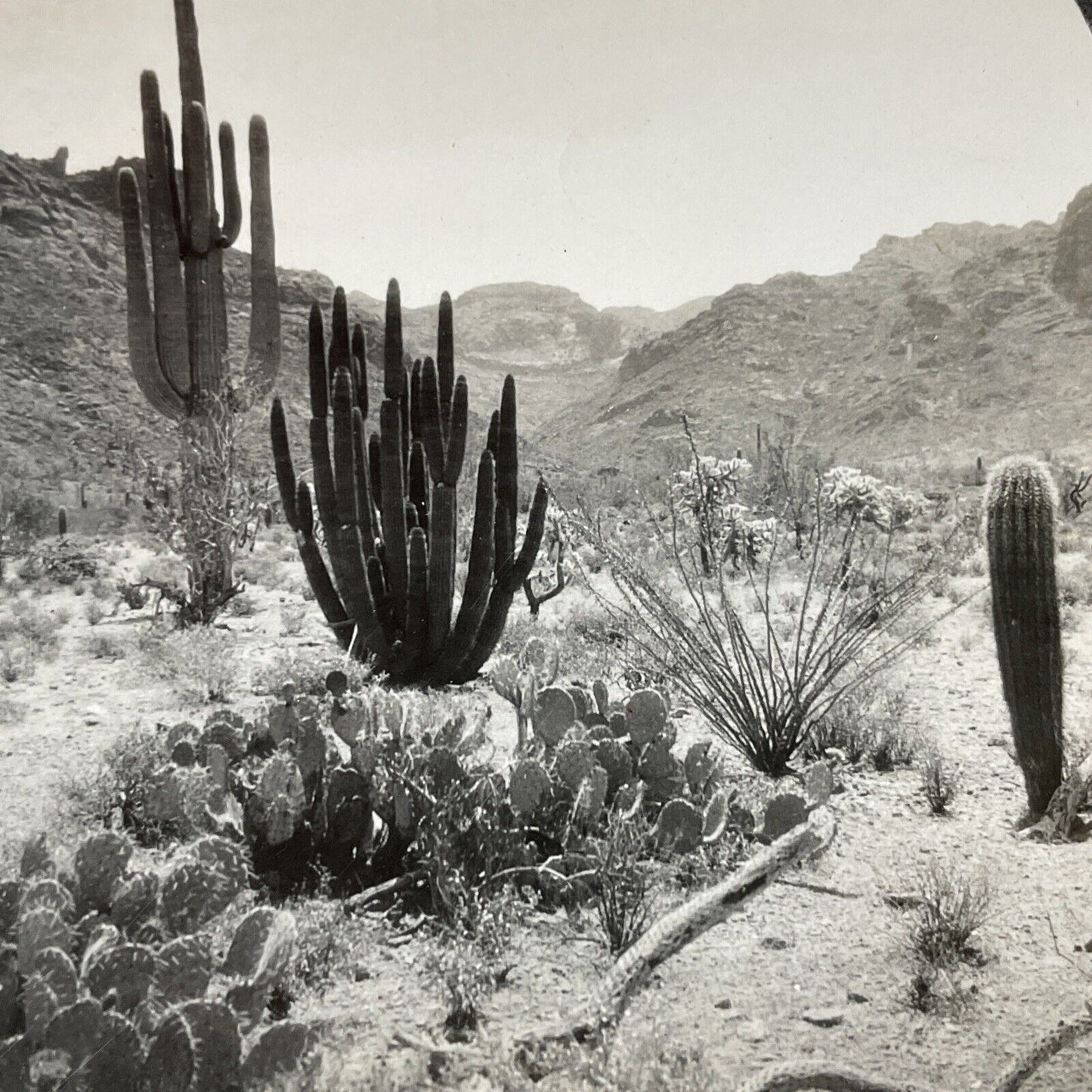 Antique 1920s Cactus Plants Pima County Arizona Stereoview Photo Card V2815