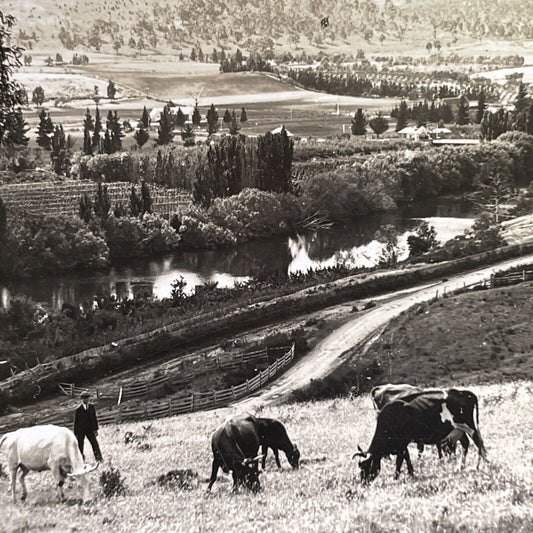 Antique 1918 Farms In Derwent Valley Tasmania Stereoview Photo Card P1771