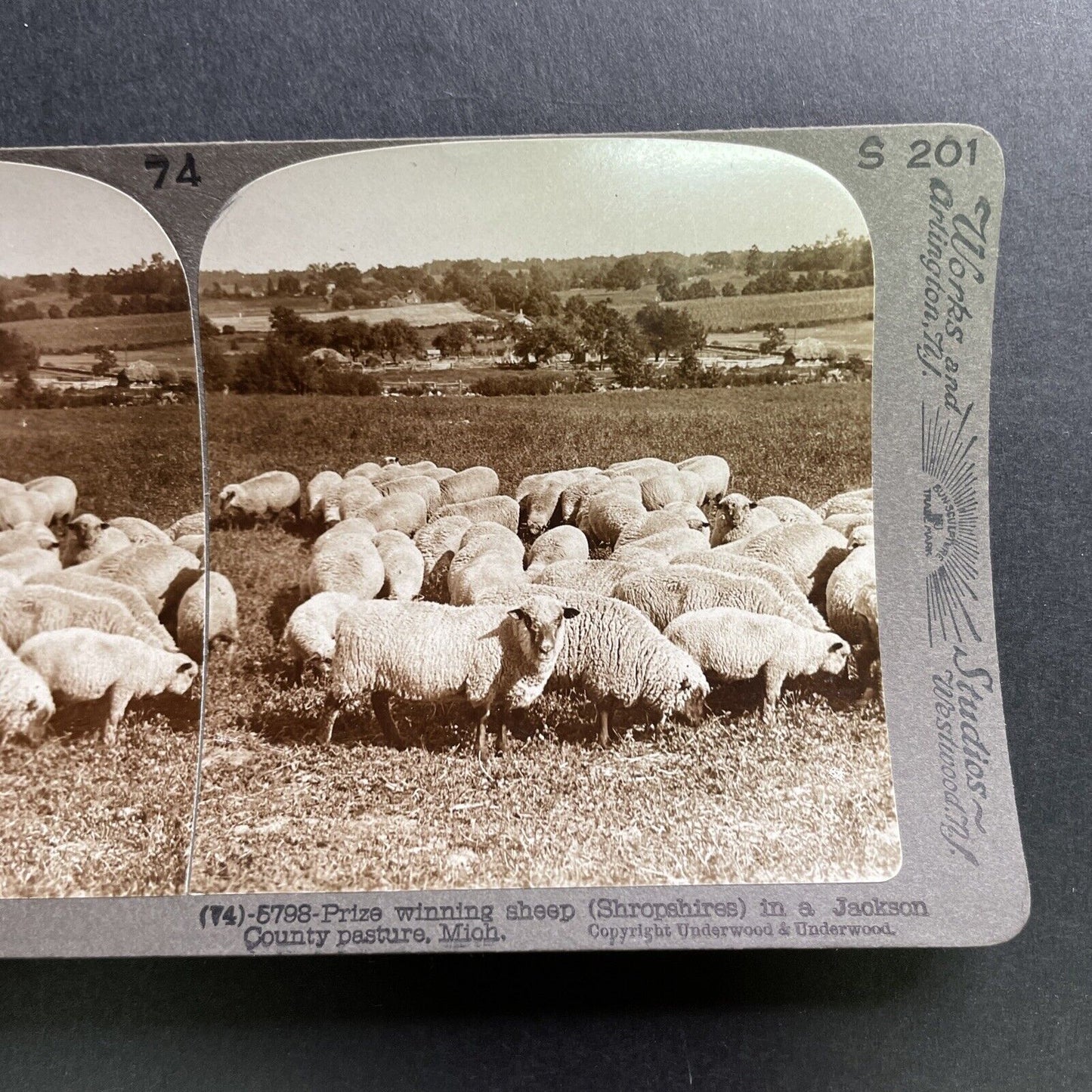 Antique 1905 Sheep Grazing In Concord Michigan Stereoview Photo Card P1752