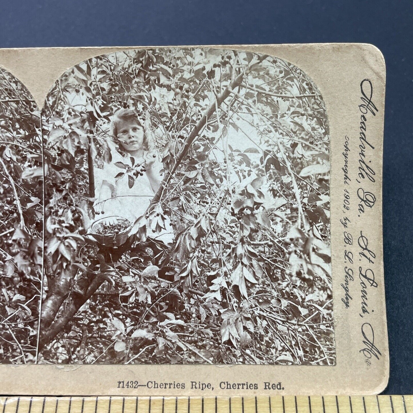 Antique 1902 Child Picking Cherries In A Tree Stereoview Photo Card P2627