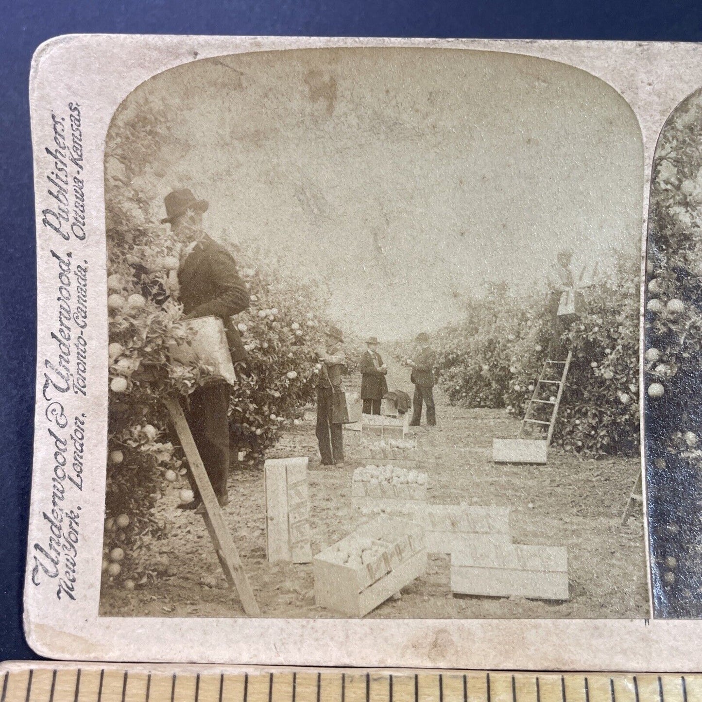 Antique 1898 Orange Grove Farm Riverside California Stereoview Photo Card P3470