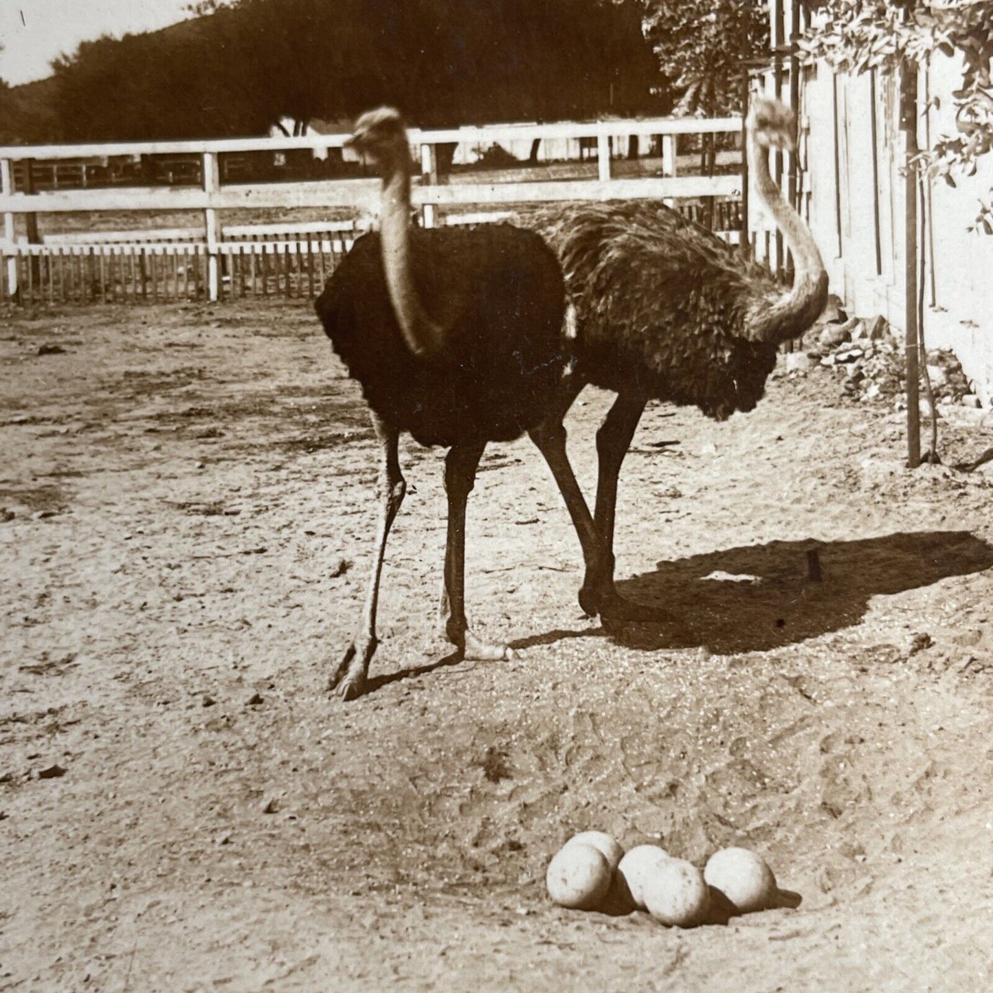 Antique 1908 Ostrich Nest & Eggs California Stereoview Photo Card PC776