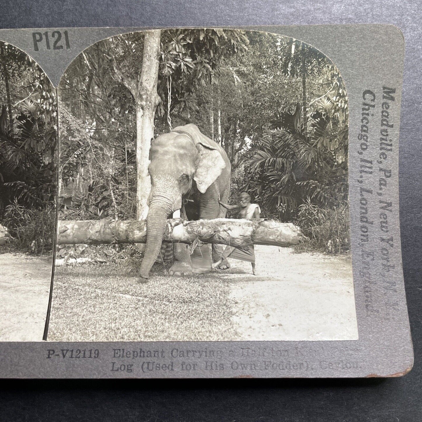 Antique 1918 Elephant Carries A Tree In Sri Lanka Stereoview Photo Card P1362