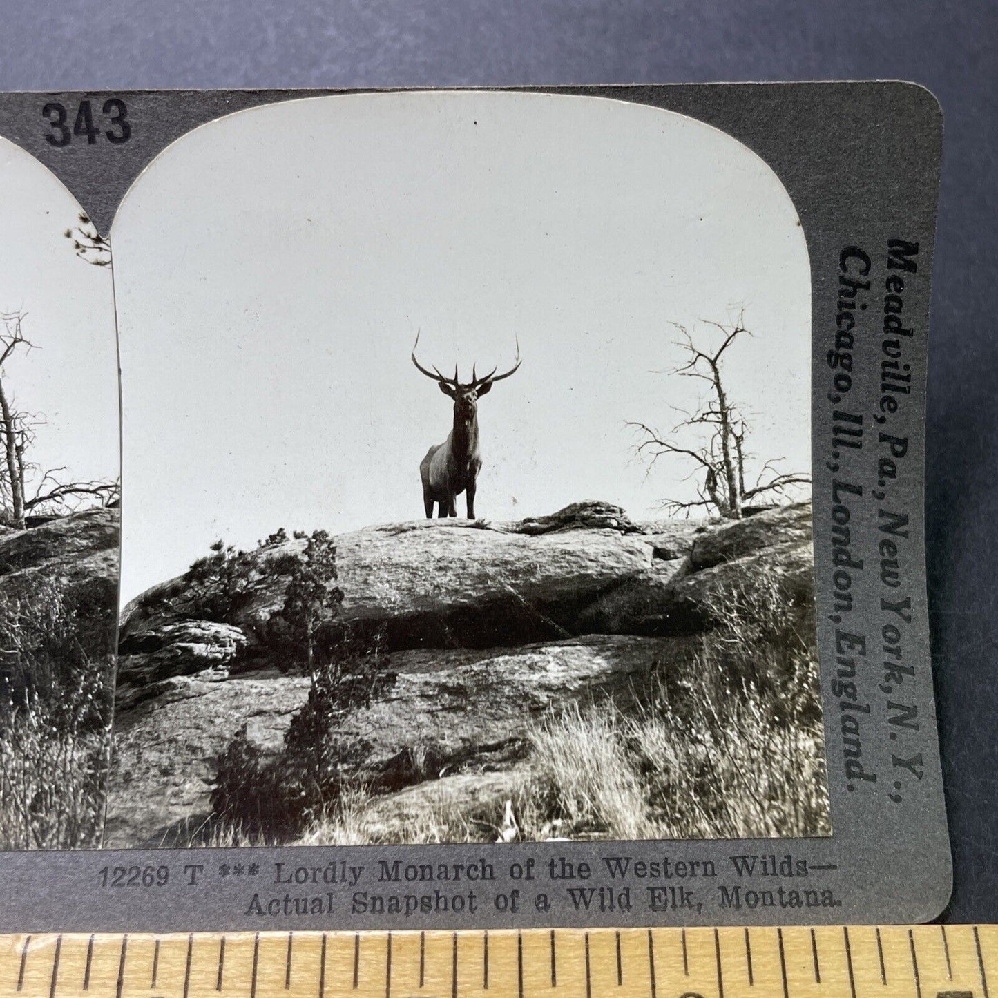 Antique 1910s Bull Elk Taunts Hunters In Montana Stereoview Photo Card P3186