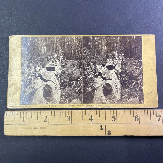 People Sitting On Big Tree Calaveras Stereoview att Thomas Houseworth c1869 Y030