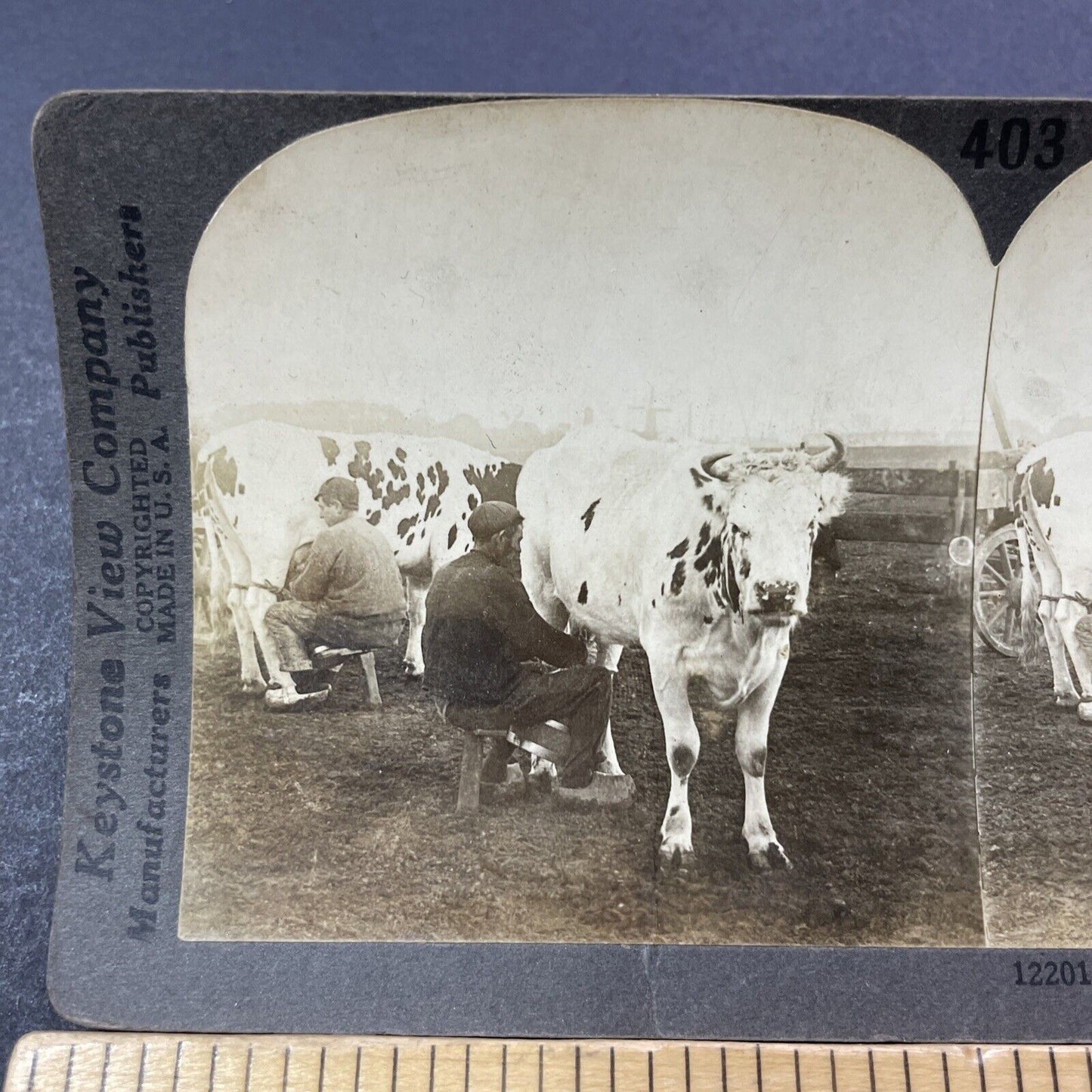 Antique 1909 Milking Frisian Cows In Holland Stereoview Photo Card V3318