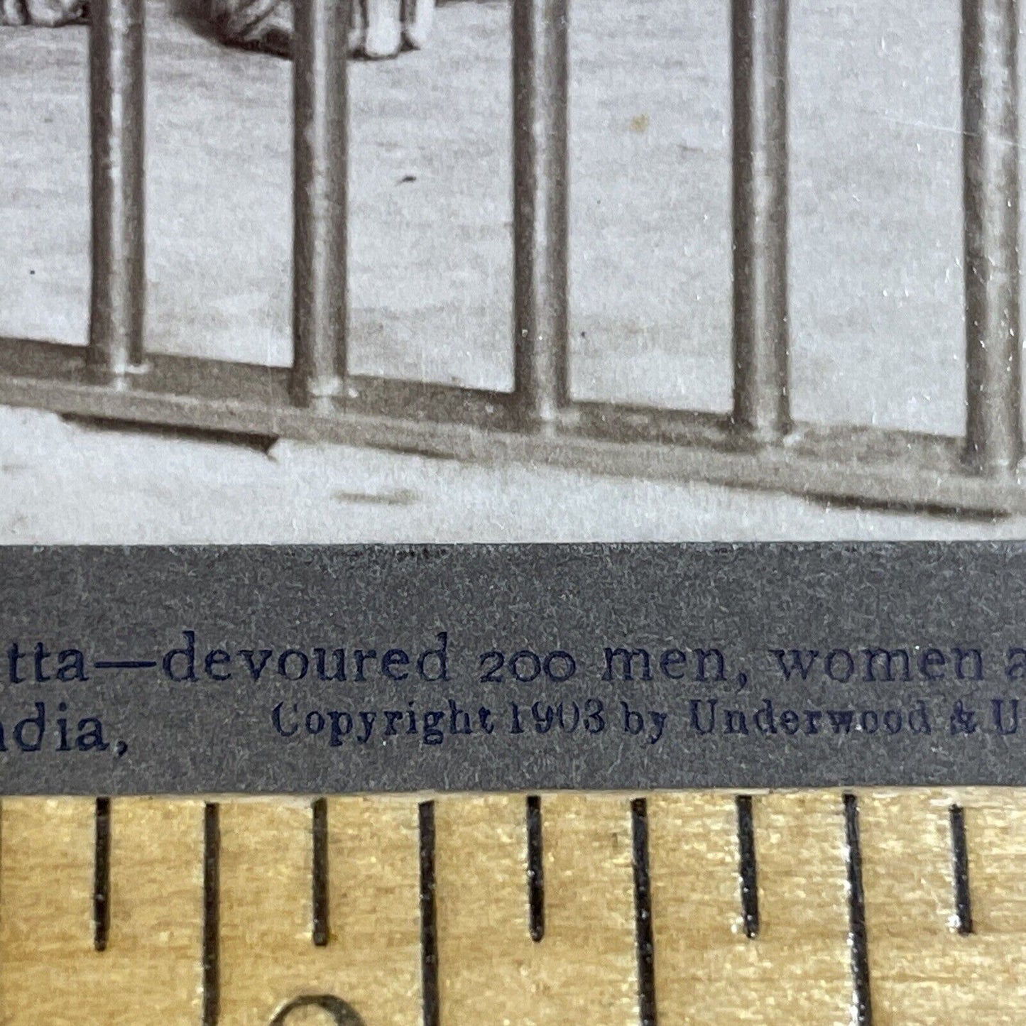 Antique 1903 Tiger That Killed 200 People In India Stereoview Photo Card P5655