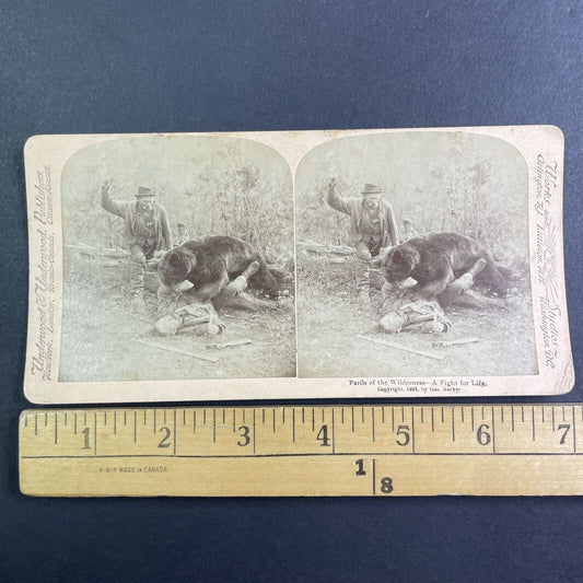 Wild Bear Attacking A Man Stereoview George Barker Antique c1893 Y1217