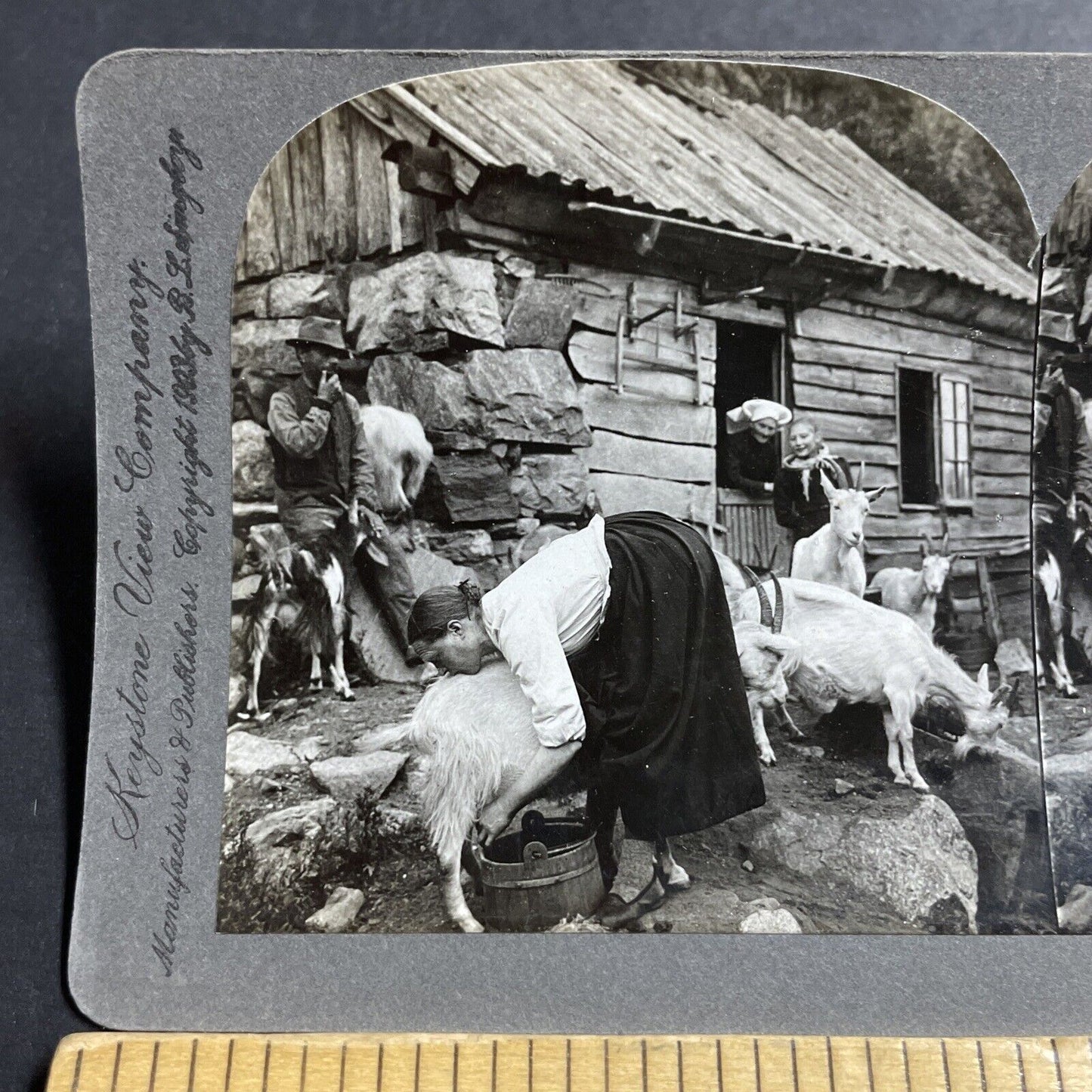 Antique 1903 Girl Milks Goat Northern Norway Stereoview Photo Card P5219