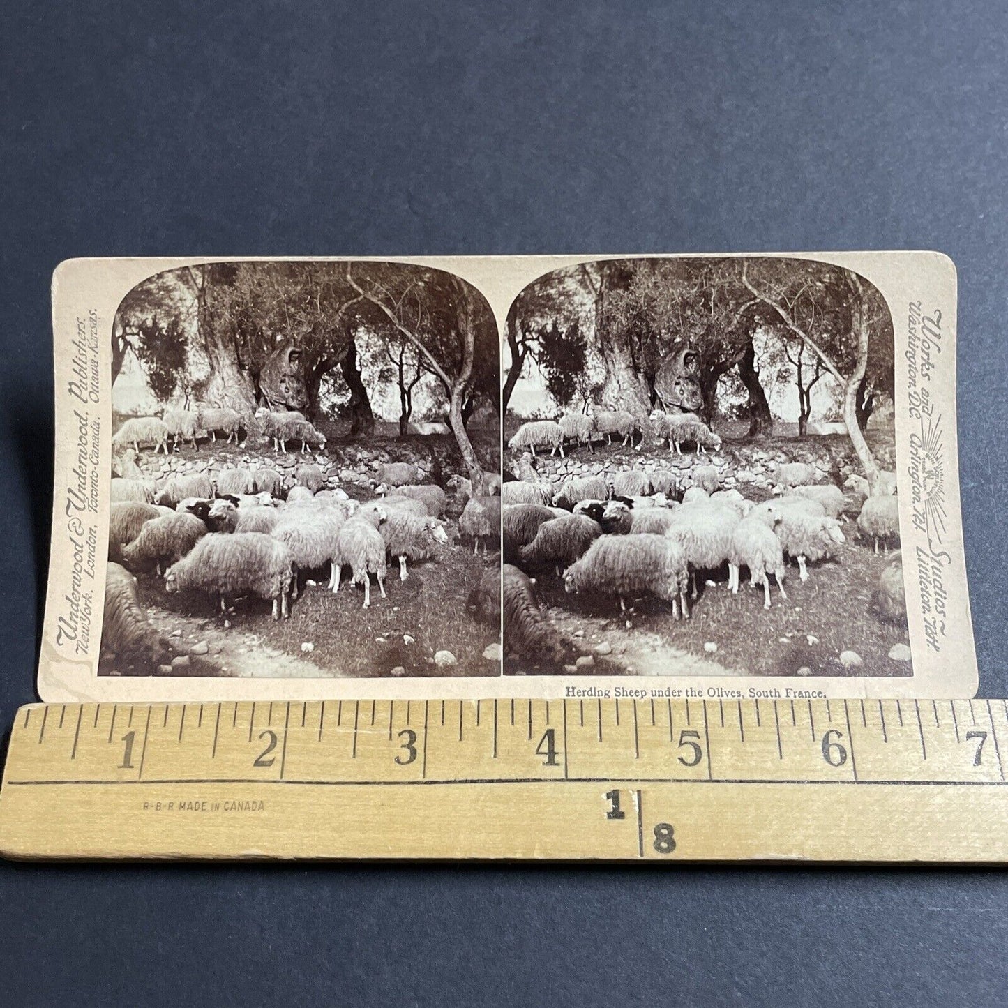 Antique 1890s Sheep Eating Olives Southern France Stereoview Photo Card P5520