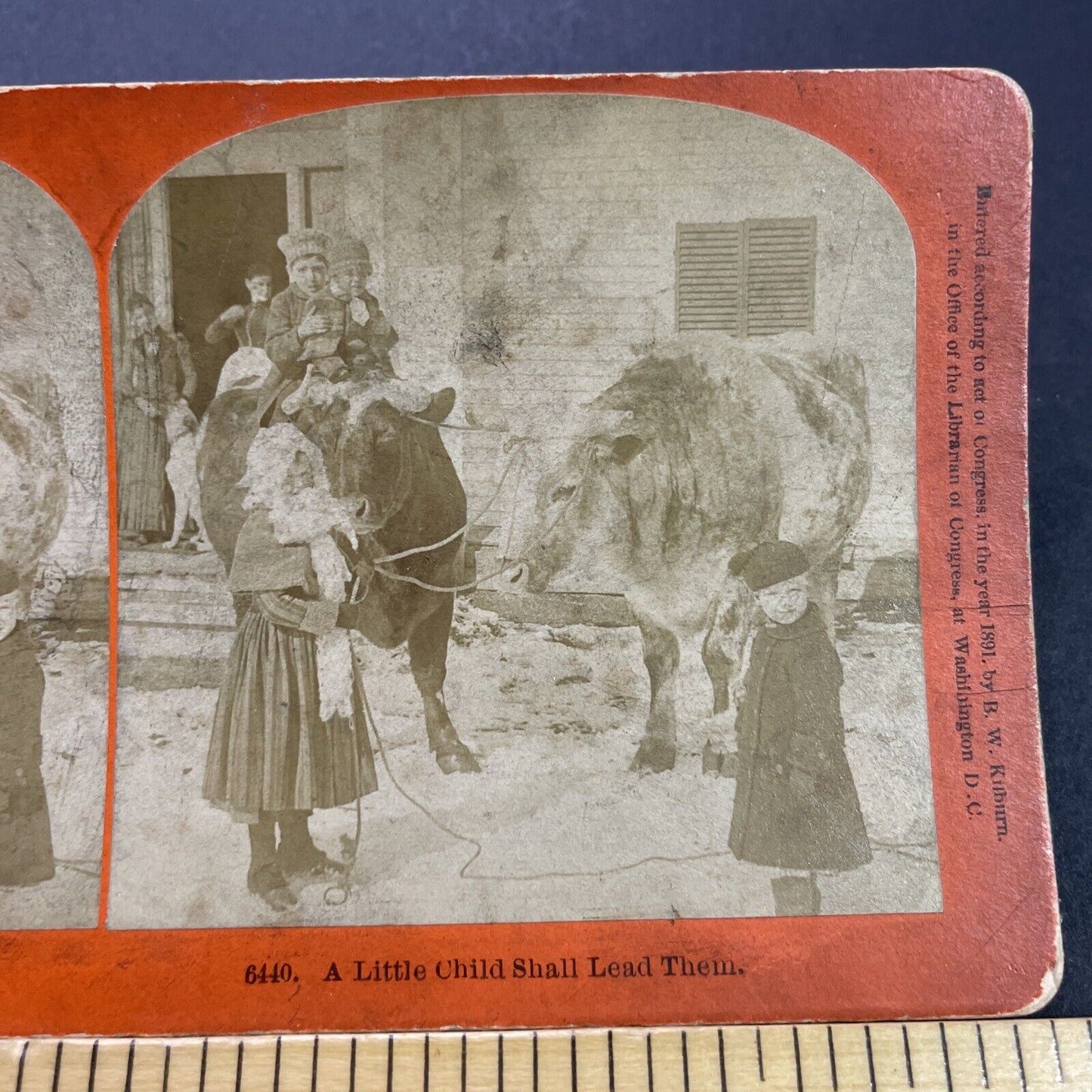 Antique 1891 Children Ride Cattle Cows To Town Stereoview Photo Card P3561