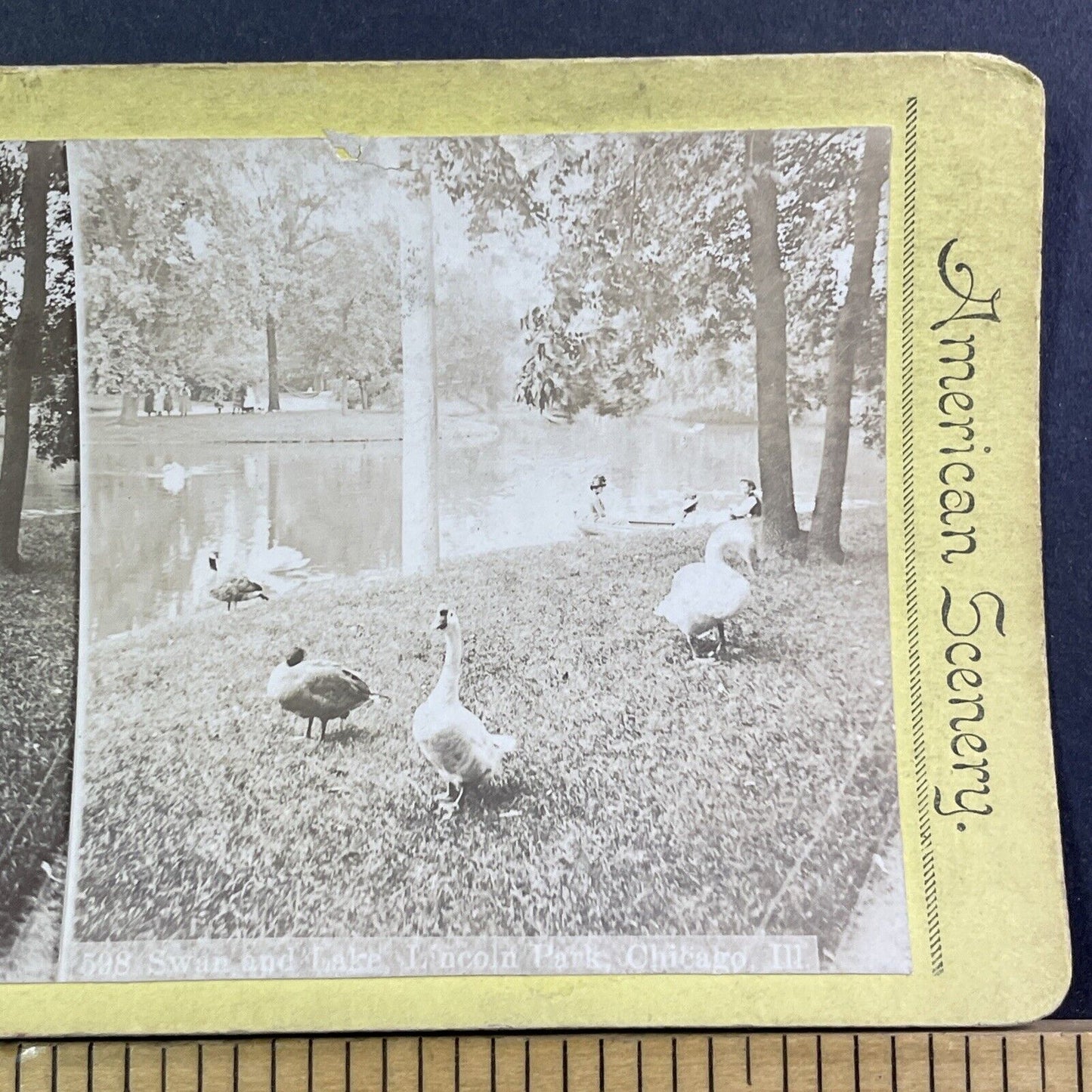 Swans In Lincoln Park Chicago Stereoview Illinois Photo Card Antique c1875 X1309