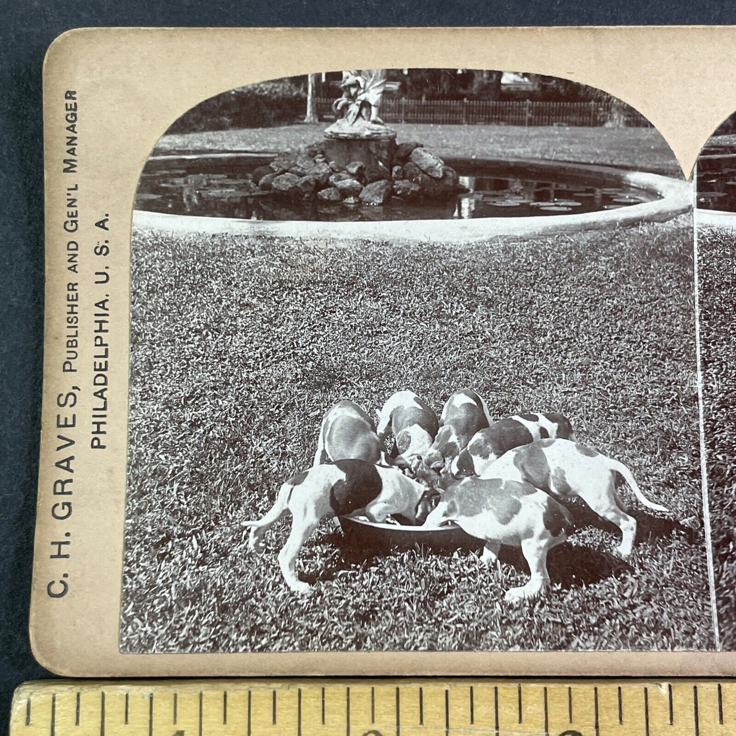 Puppies Puppy Dogs Rushing To Eat Dinner Stereoview Antique c1900 X3174