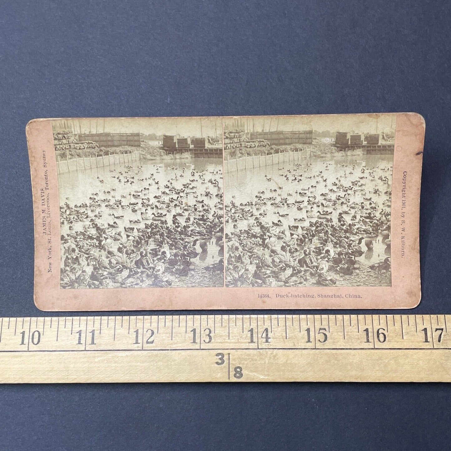 Antique 1901 Duck Farm Near Downtown Shanghai China Stereoview Photo Card Q2266