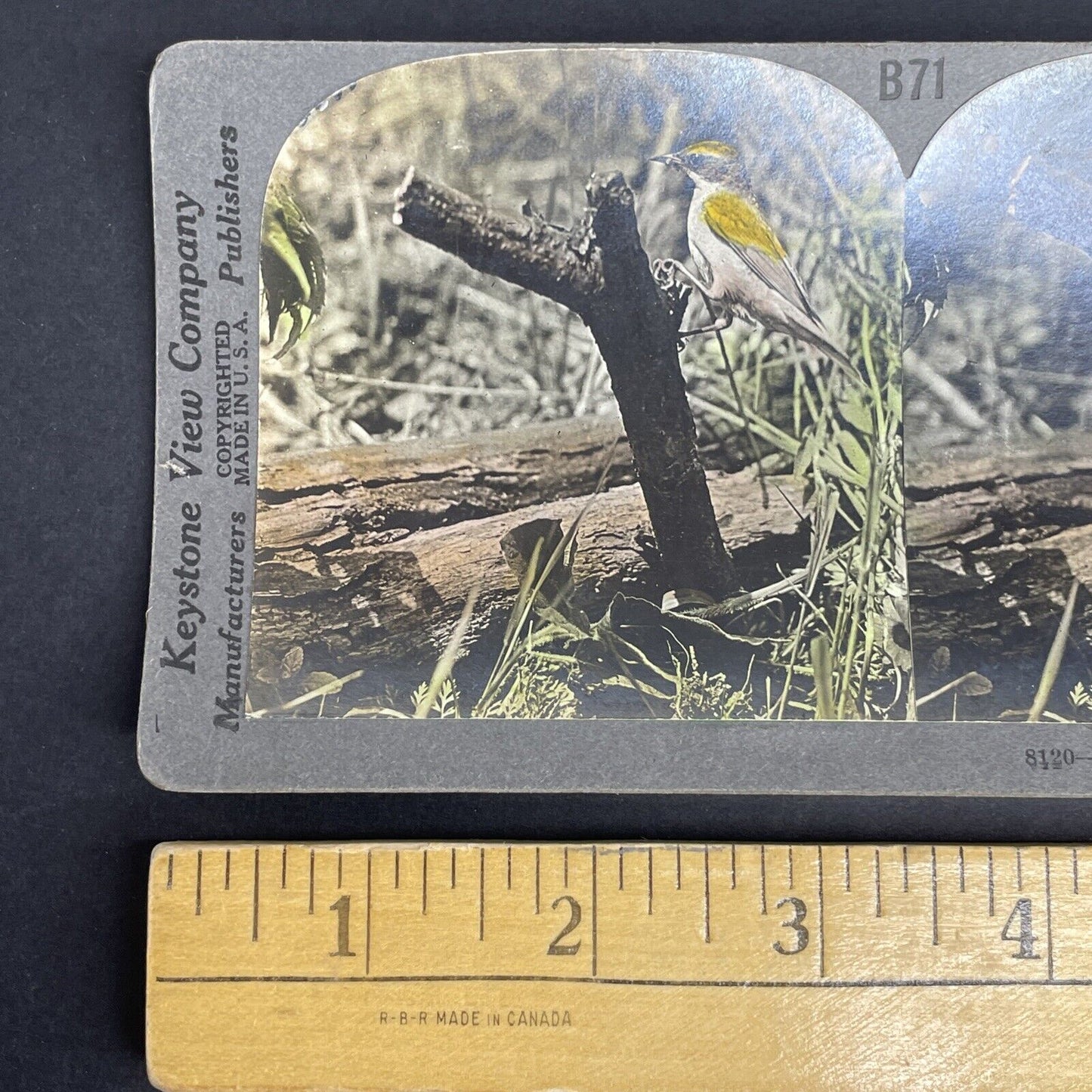 Antique 1908 Golden-Winged Warbler Hand Colored Stereoview Photo Card PC788