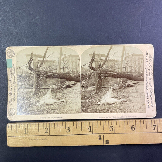 Louisville Tornado Disaster Damage Stereoview Kentucky Antique c1893 X2581