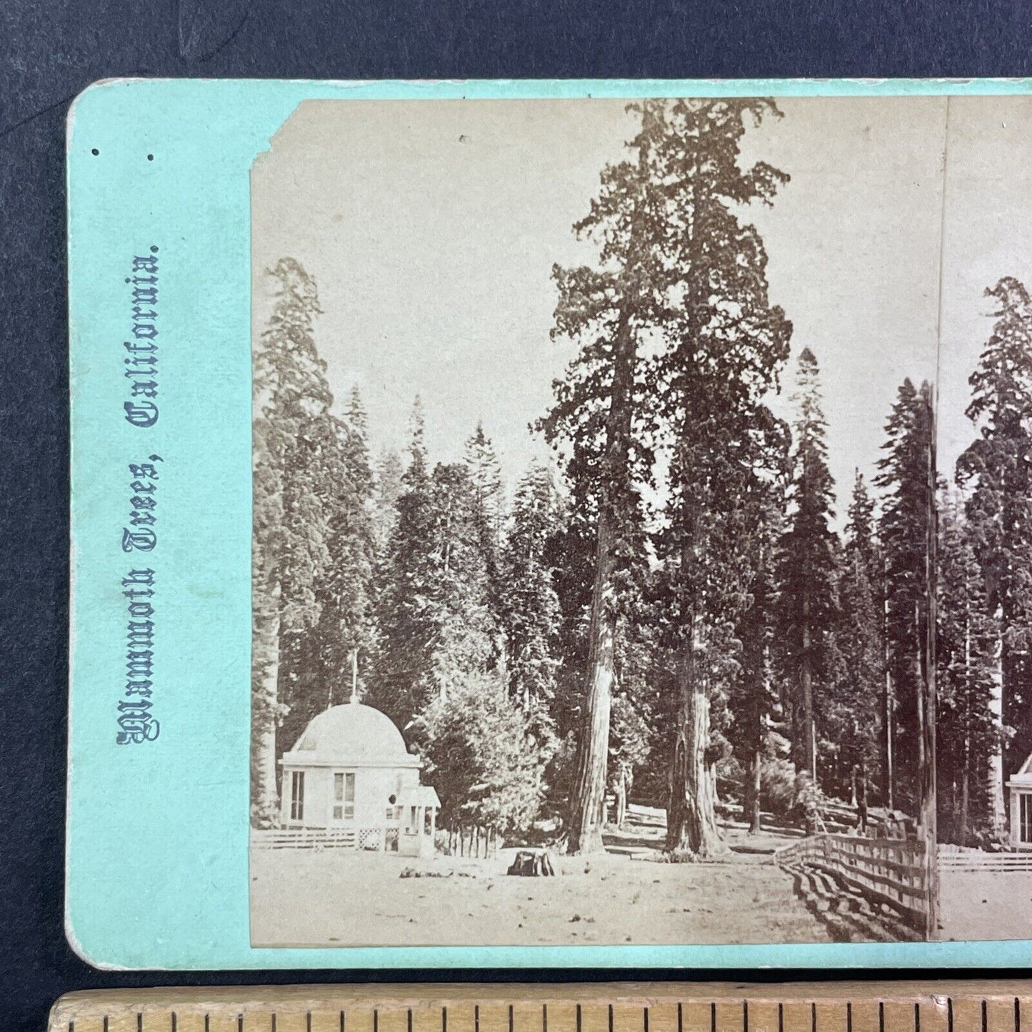 Big Trees Calaveras Arnold California Stereoview E&HT Anthony Antique 1870 X3818