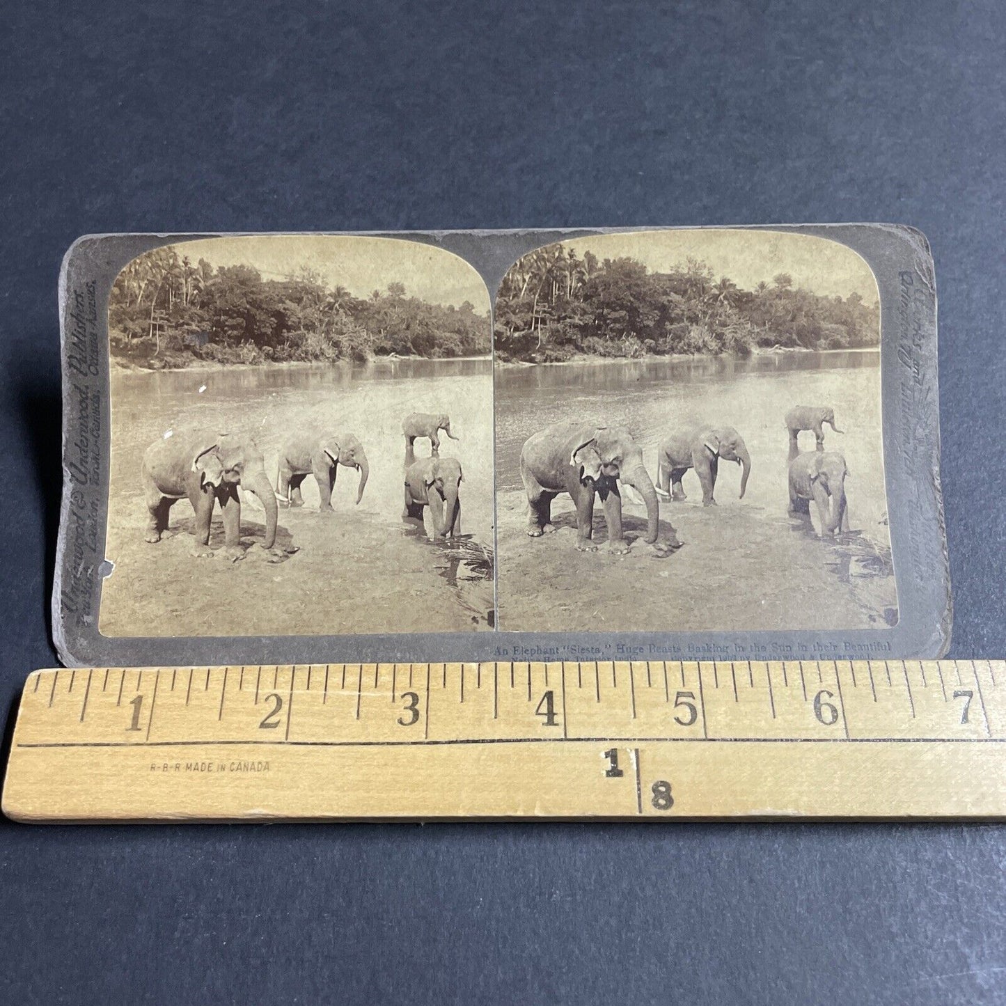 Antique 1902 Elephants In River In Central India Stereoview Photo Card P4361