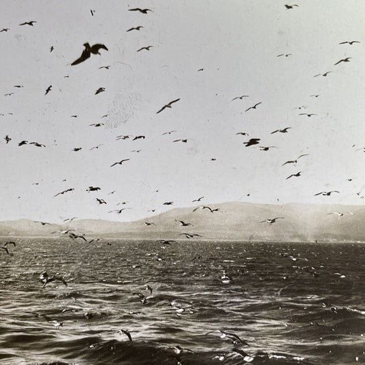 Antique 1901 Sea Gulls Of The Coast Of Gibraltar Stereoview Photo Card P1562