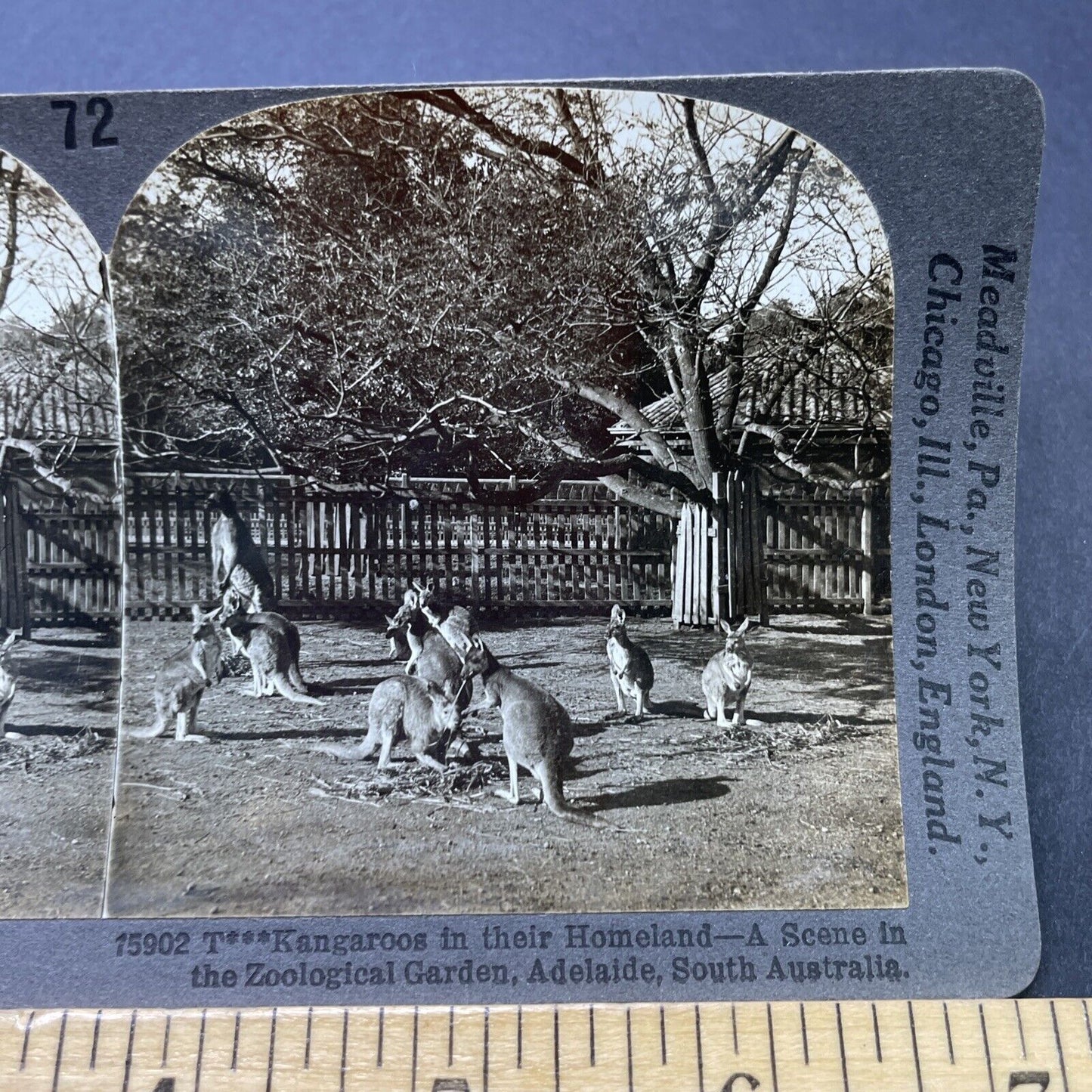 Antique 1910s Kangaroos In Adelaide Australia Stereoview Photo Card P2817