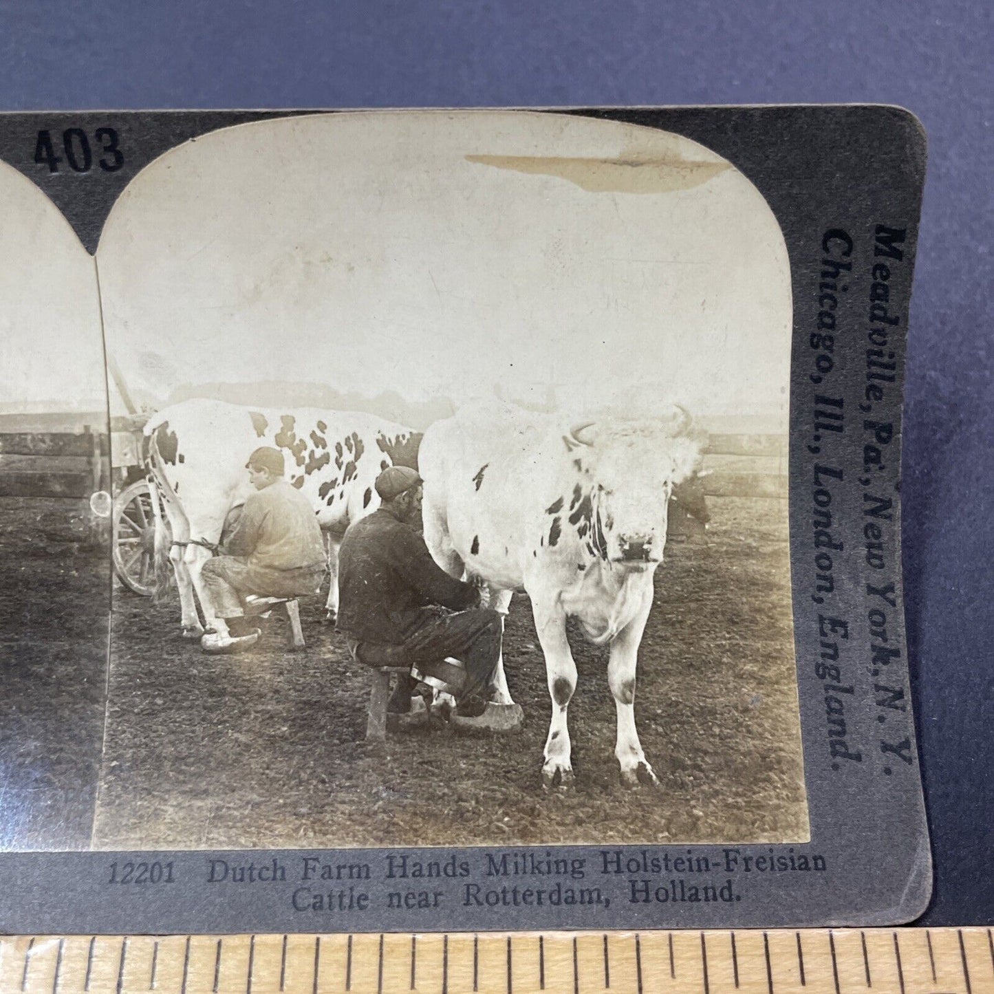 Antique 1909 Milking Frisian Cows In Holland Stereoview Photo Card V3318