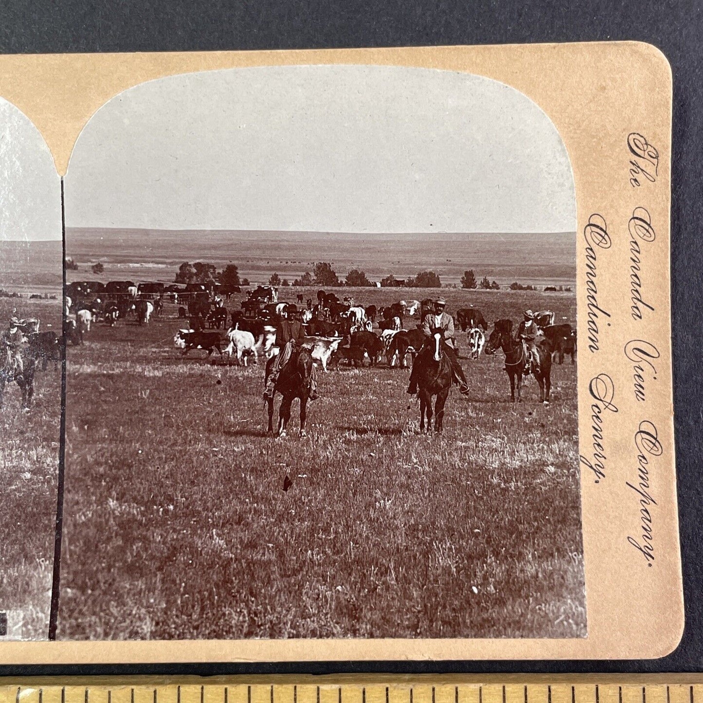 Cowboys in Central Alberta Canada Stereoview CPR Rail Views c1899 Y2116