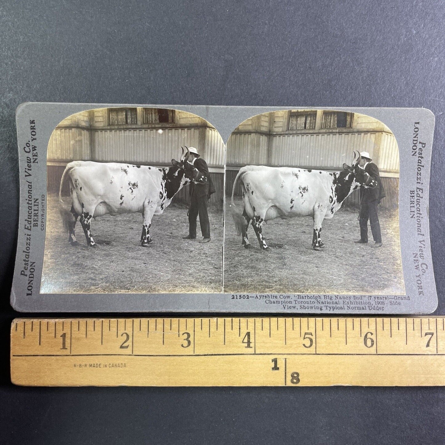 Champion Ayrshire Cow Stereoview Barboigh Big Nancy Antique c1909 Y2745