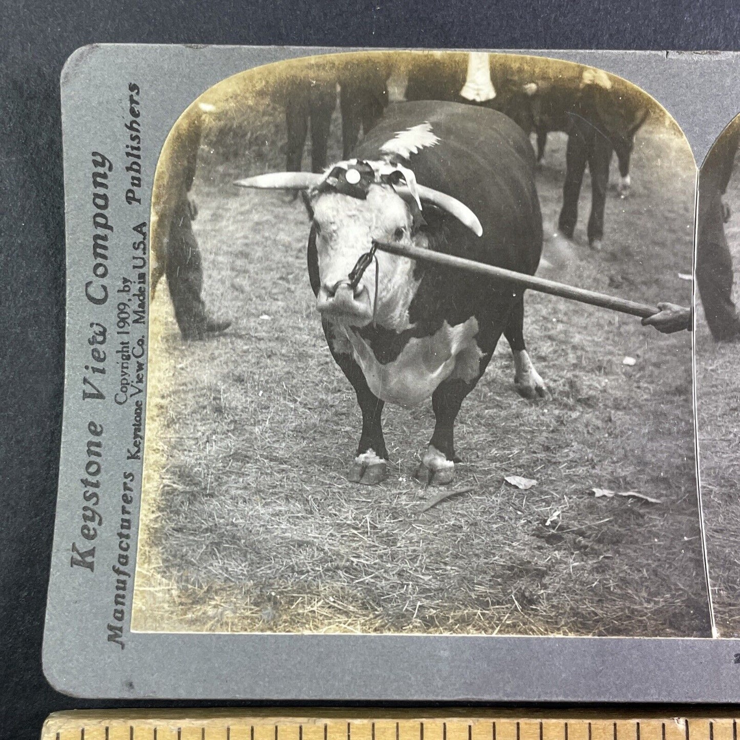 Champion Hereford Bull Toronto Exhibition Stereoview Improver c1909 Y2760