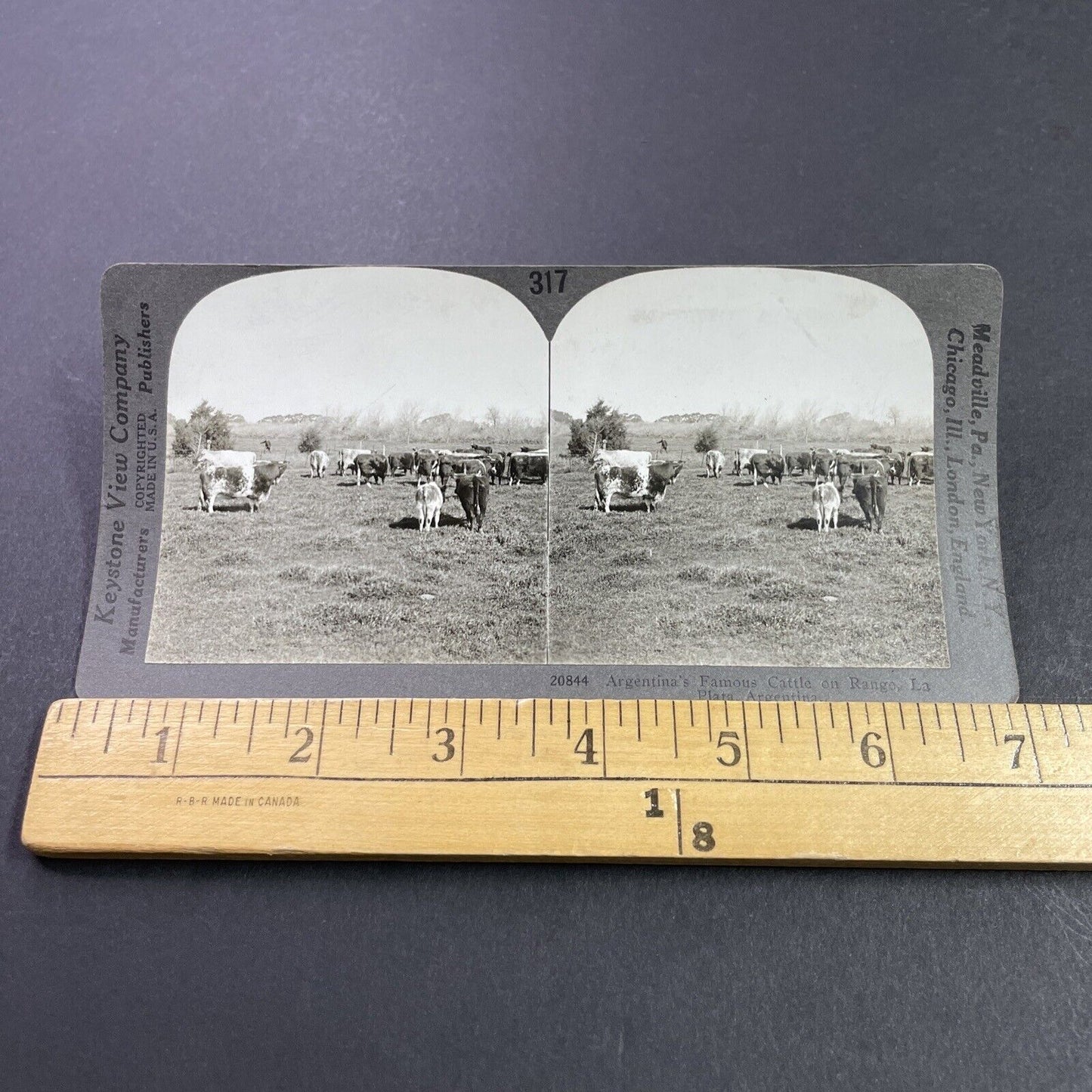 Antique 1910s Herd Of Cows Cattle La Plata Argentina Stereoview Photo Card P3728