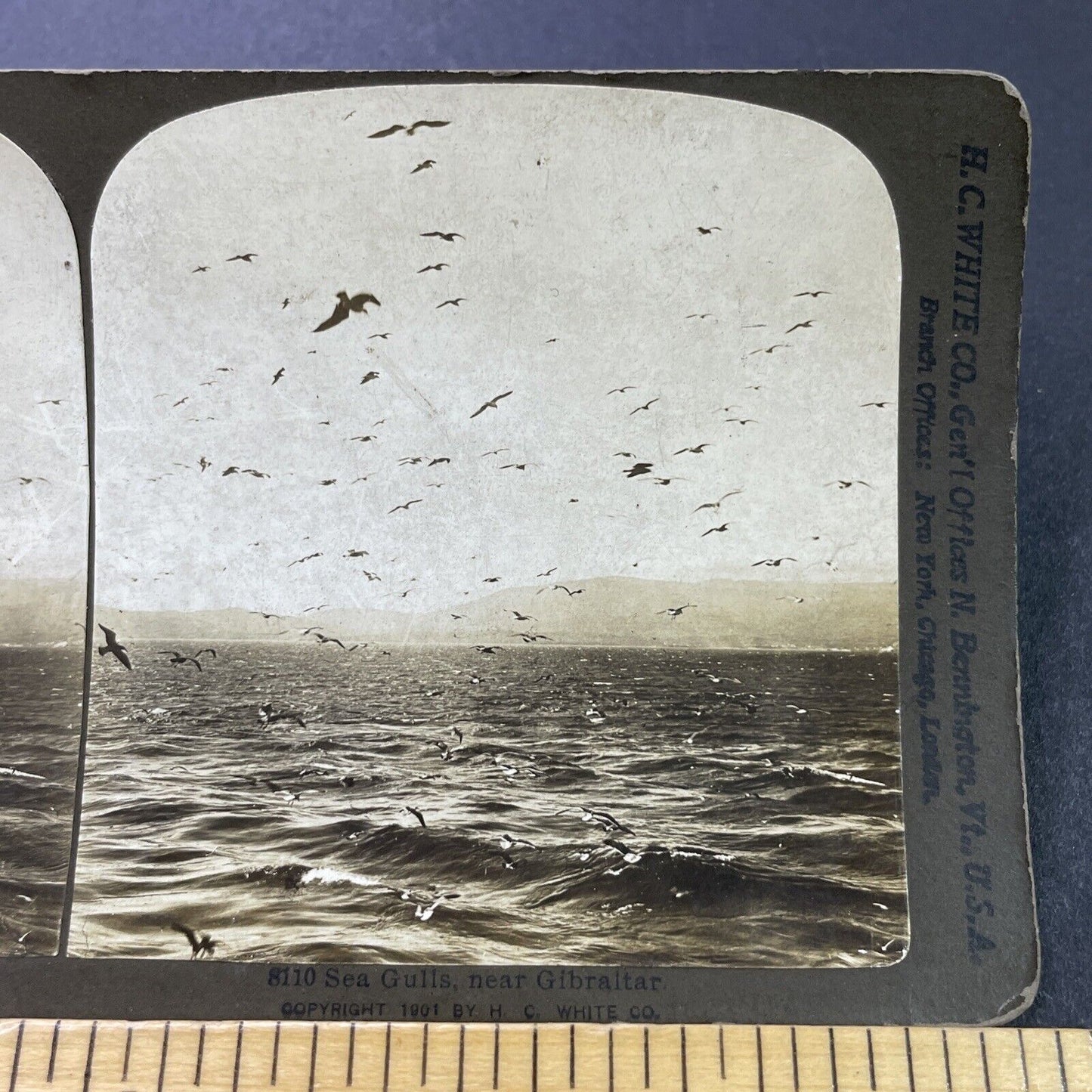 Antique 1903 Sea Gulls Flying In Strait Of Gibraltar Stereoview Photo Card P3102