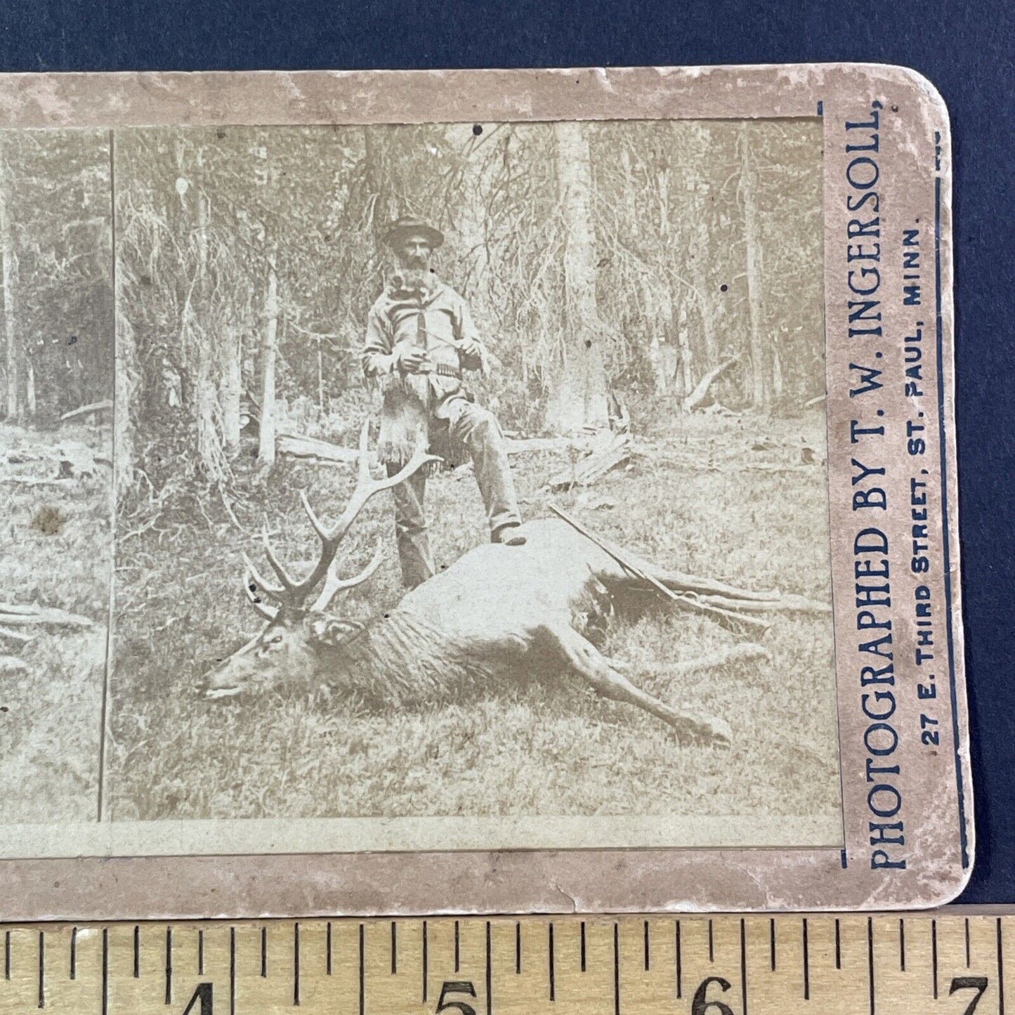 Roosevelt Elk Dead Stereoview Sonoma California 'A Farm Pest' Antique c1878 X829