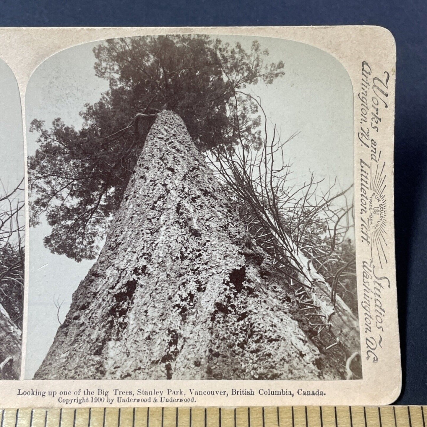 Antique 1900 Giant Pine Tree Stanley Park BC Canada Stereoview Photo Card V3208