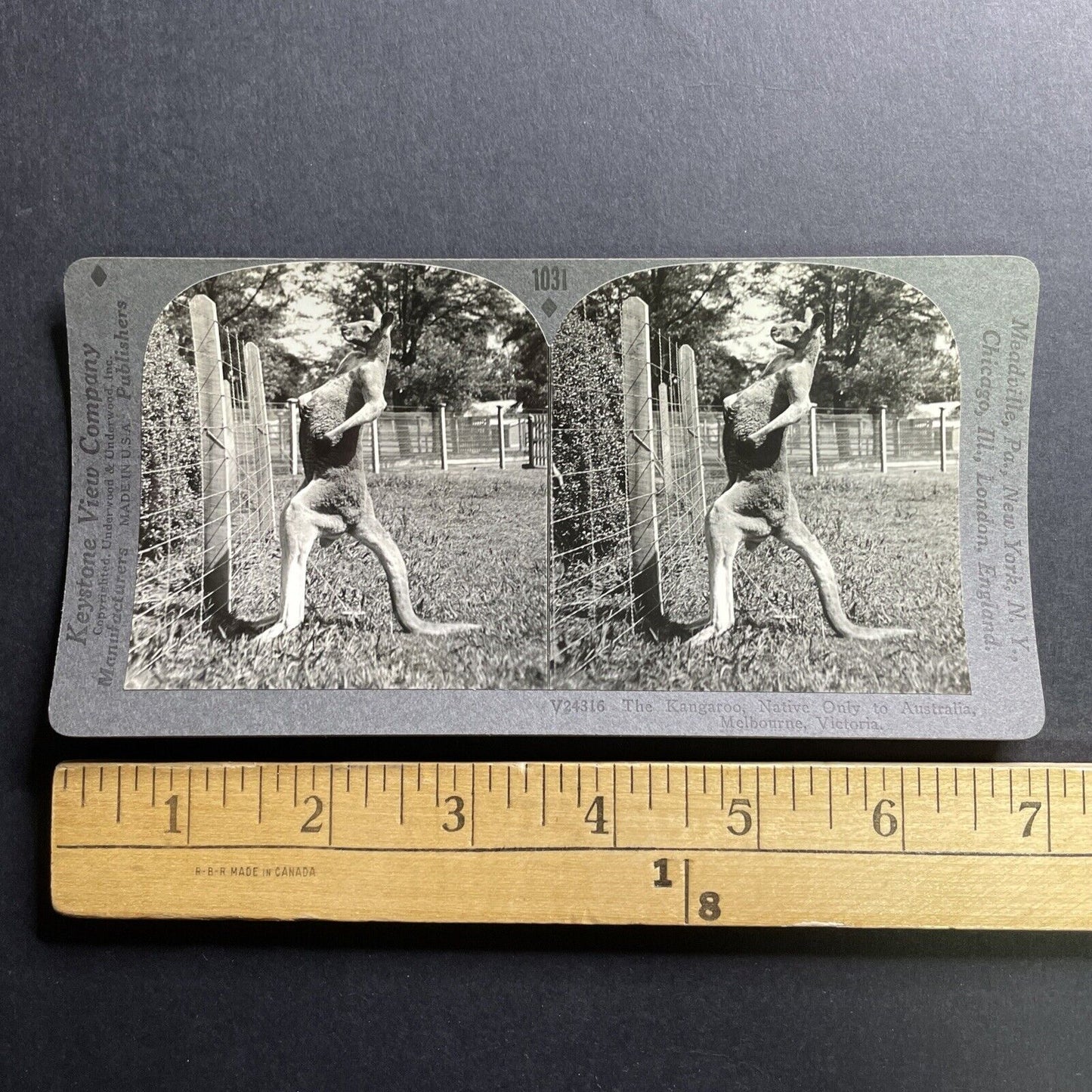 Antique 1910s Muscular Kangaroo Melbourne Australia Stereoview Photo Card P1764