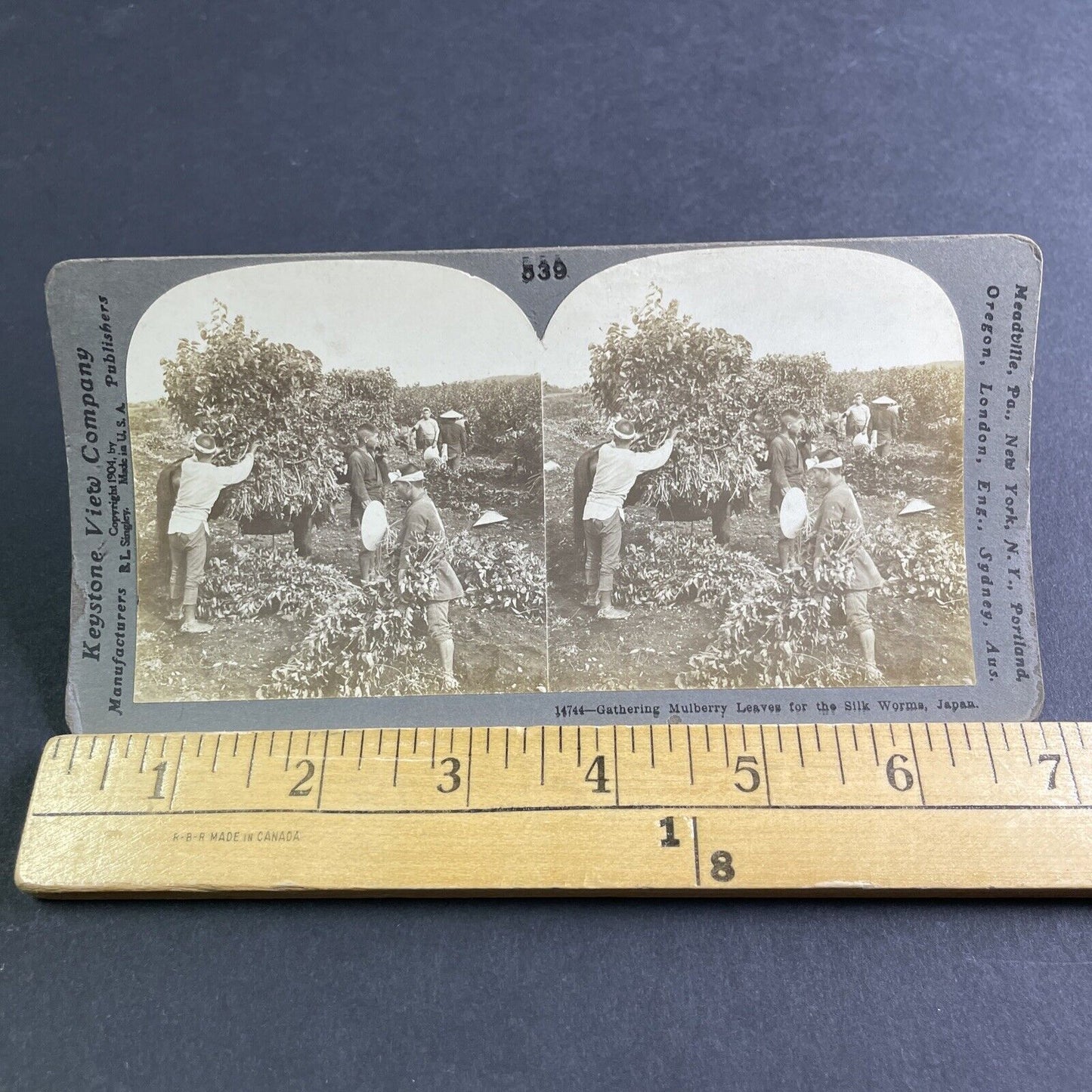Antique 1904 Mulberry Leaf Harvest In Japan Stereoview Photo Card P2207