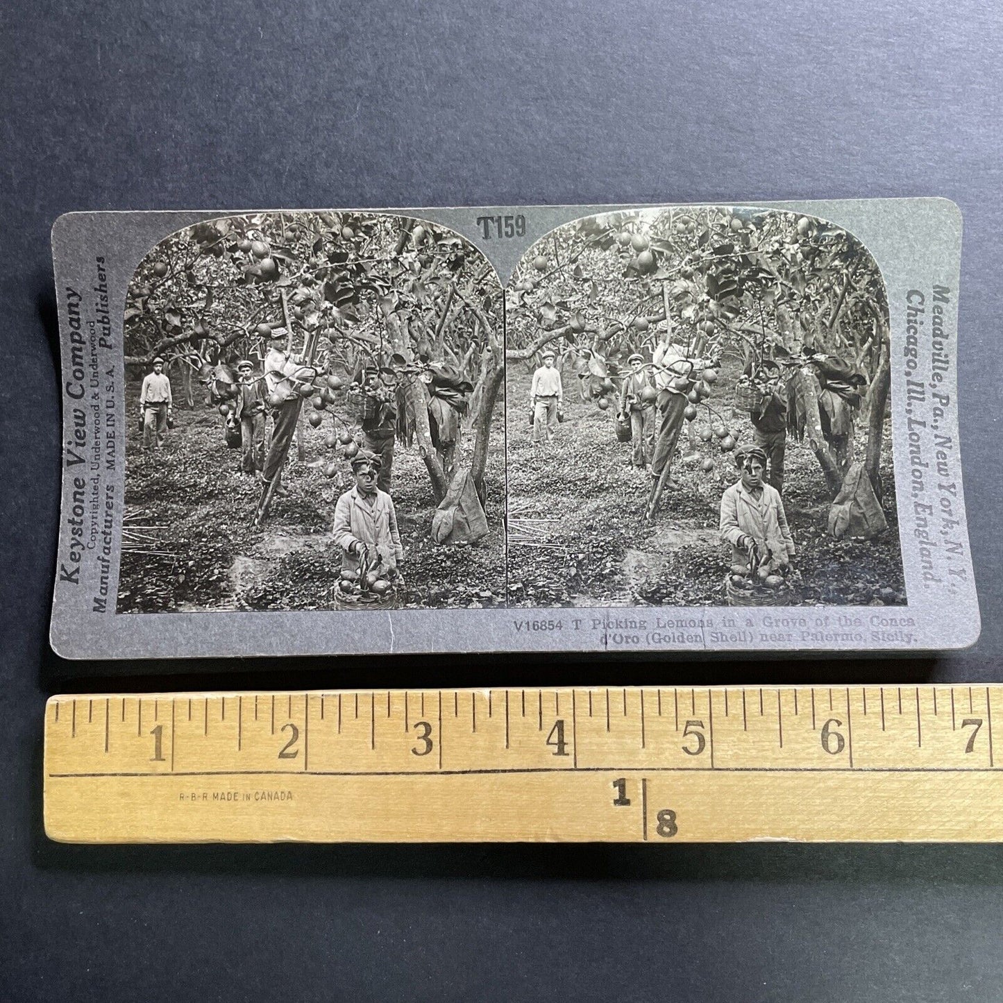 Antique 1906 Lemon Farming Palermo Sicily Italy Stereoview Photo Card P1472