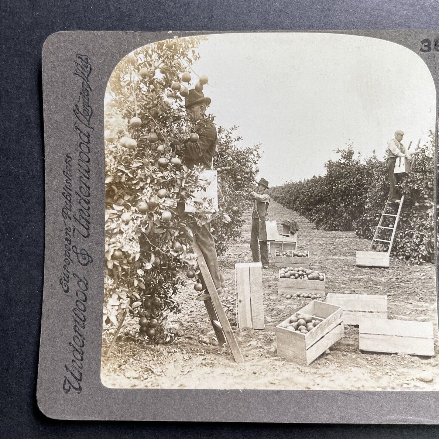 Antique 1905 Picking Oranges Riverside California Stereoview Photo Card P1317