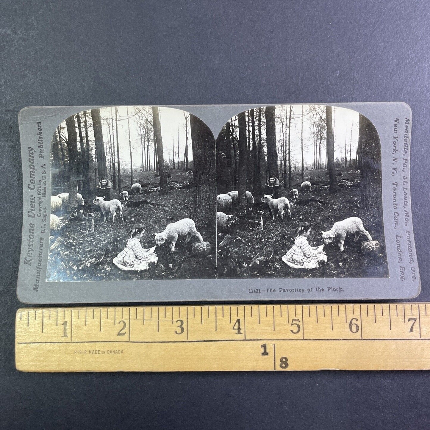 Children Feeding Sheep in a Forest Stereoview B.L. Singley Antique c1907 Y1252