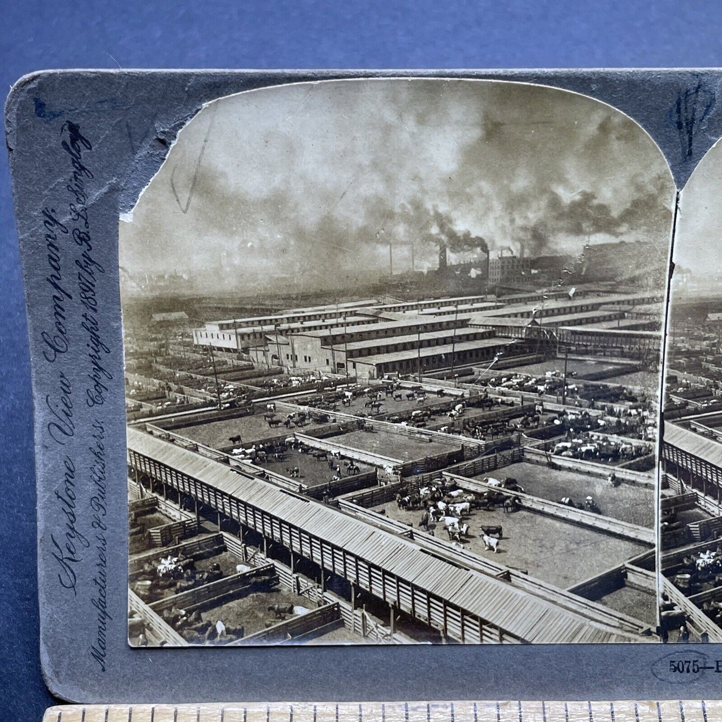 Antique 1897 Cattle Stockyards Chicago *GRAFFITI* Stereoview Photo Card P1842