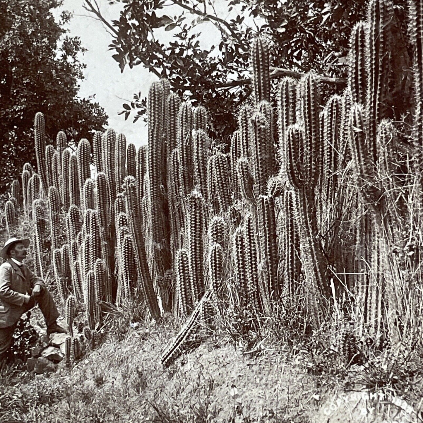 Cactus Patch In Jamaica Stereoview 16.66 Cent Backstamp Antique c1893 X2830