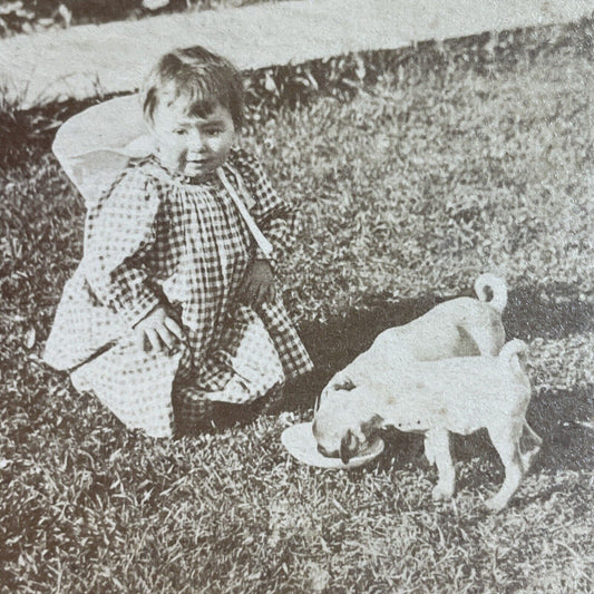 Antique 1870s Child Feeds Pug Puppies Puppy Dogs Stereoview Photo Card P3539