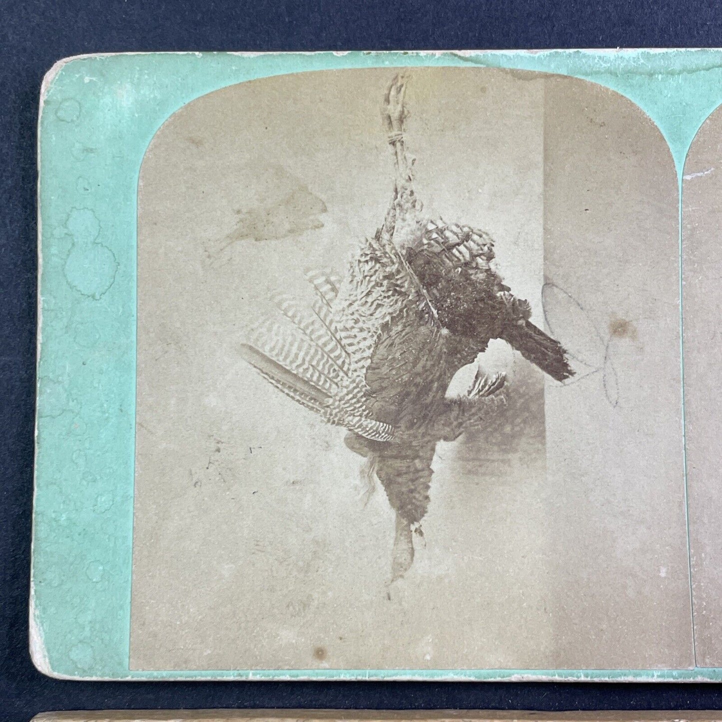 Wild Turkey Bird Thanksgiving Dinner Hunt Stereoview Antique c1870s Y136