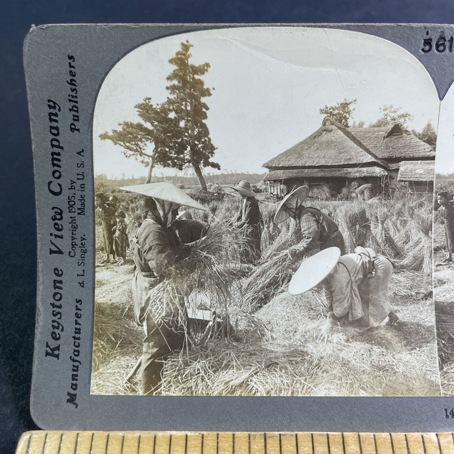 Antique 1905 Farmers Harvest Rice In Japan Stereoview Photo Card P2179