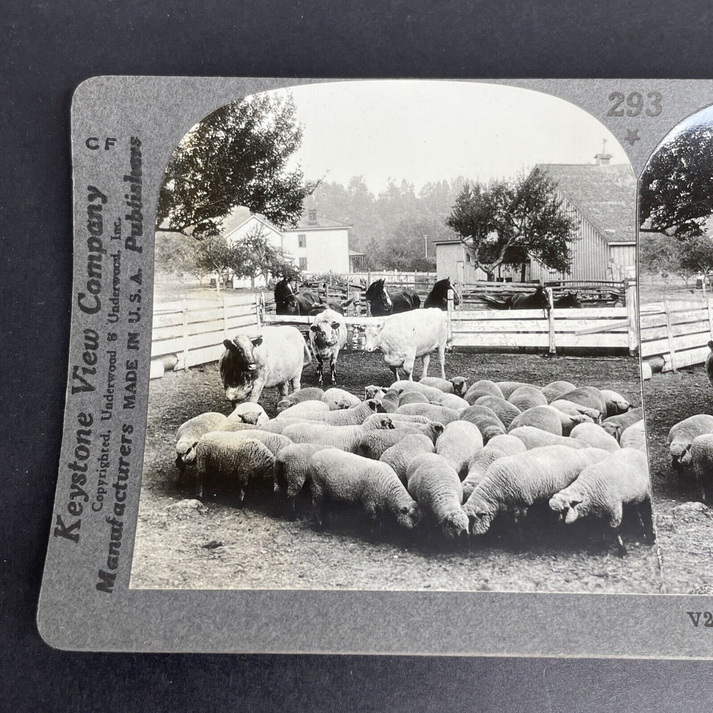 Antique 1903 Sheep And Cattle Farming Ontario Canada Stereoview Photo PC627